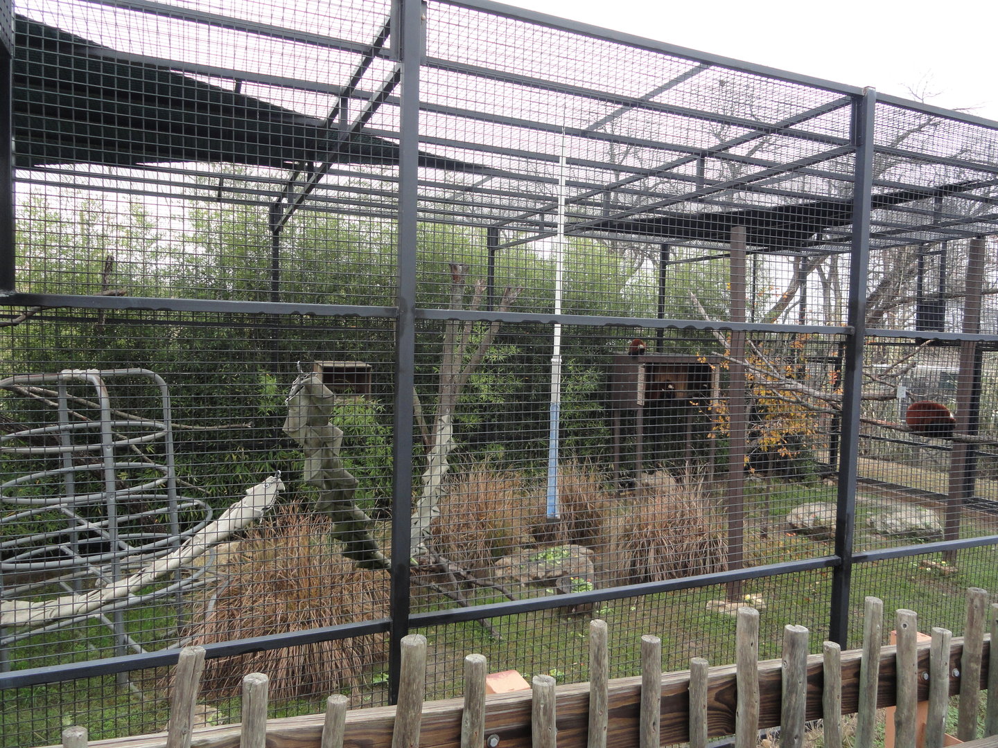 Red Ruffed Lemur Exhibit
