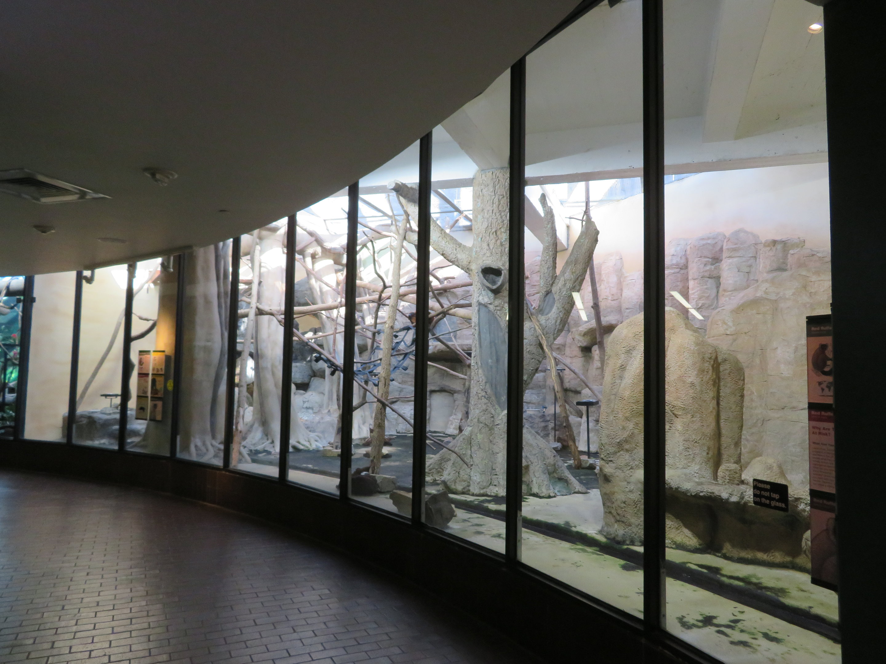 Red Ruffed Lemur Exhibit