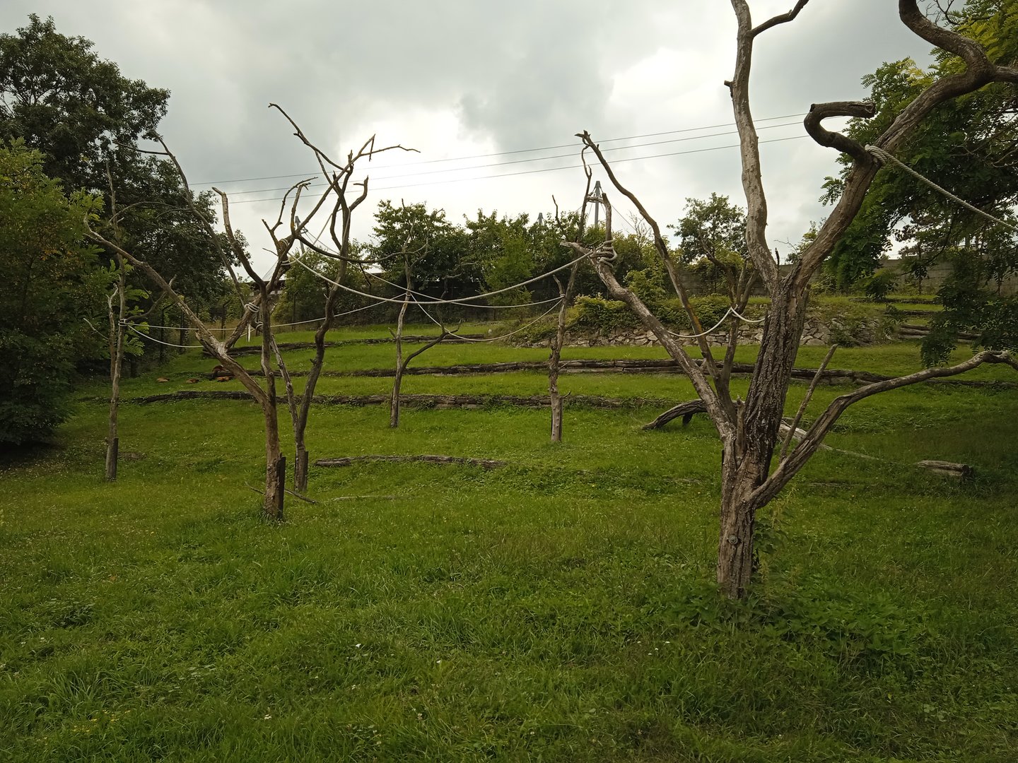 Red ruffed lemur exhibit