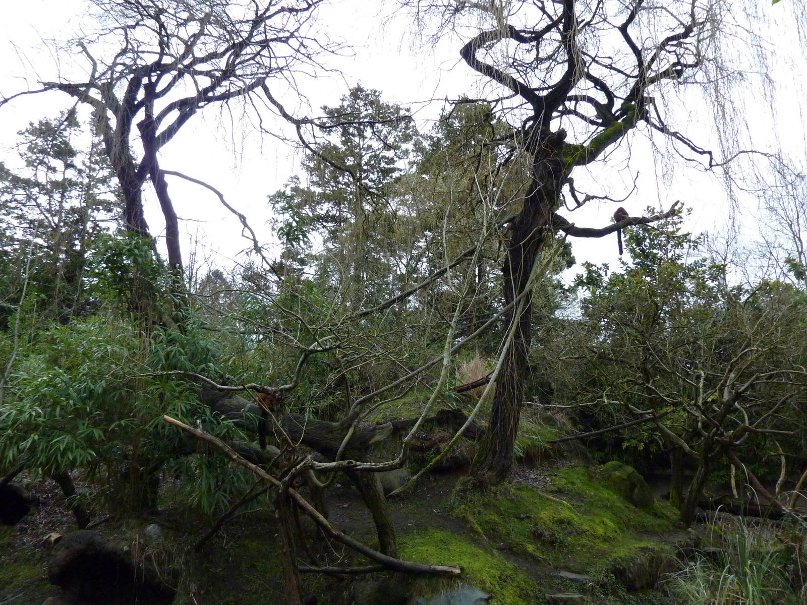 Red Ruffed Lemur Exhibit