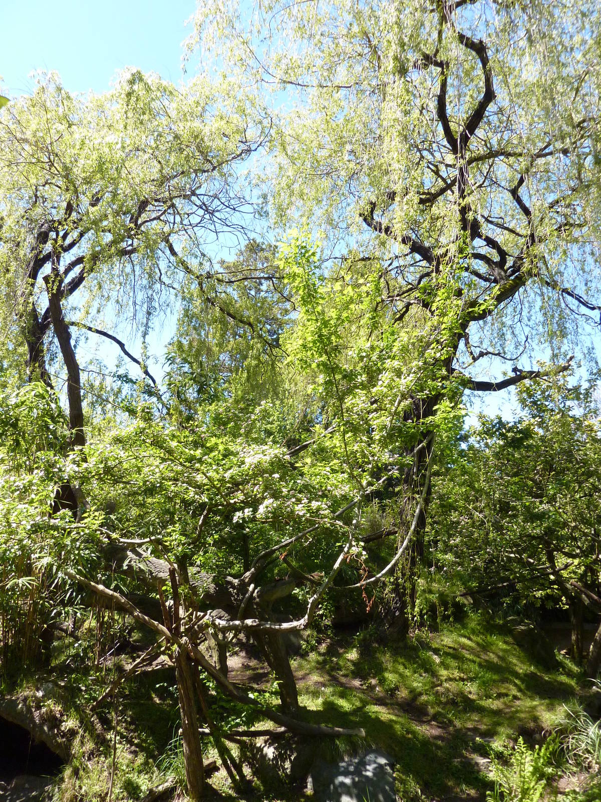 Red-Ruffed Lemur Exhibit