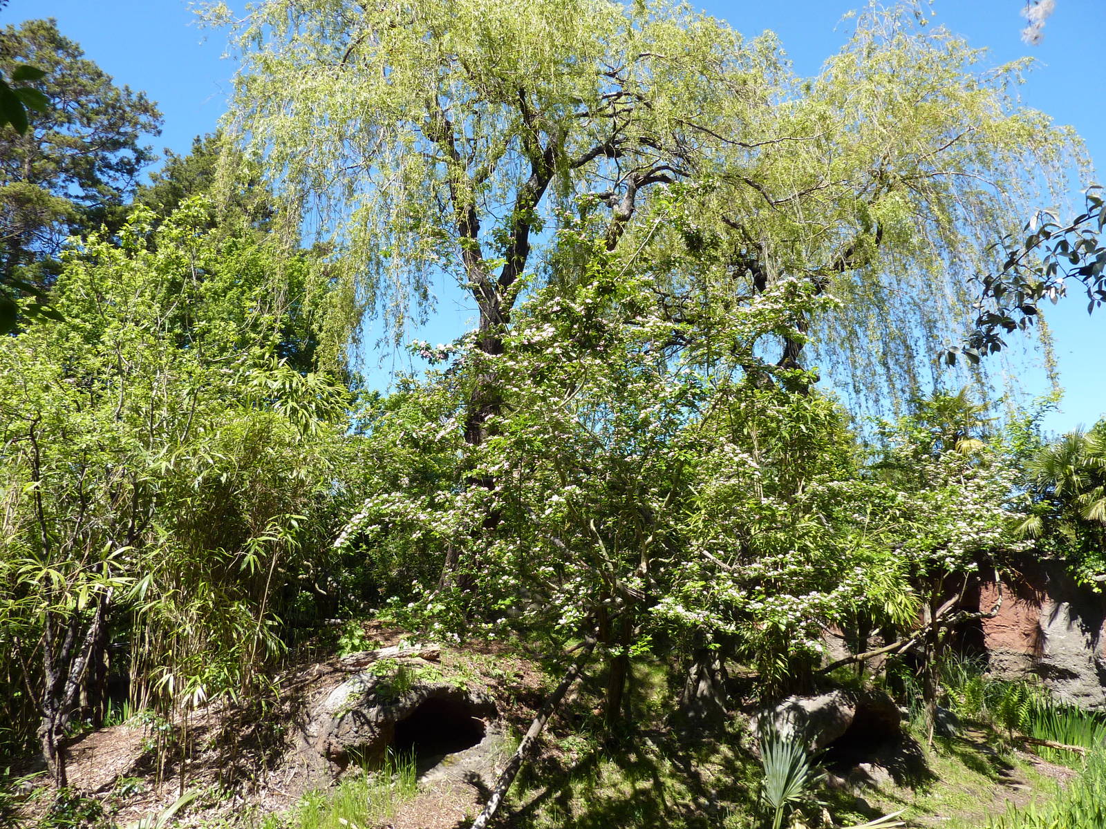 Red-Ruffed Lemur Exhibit