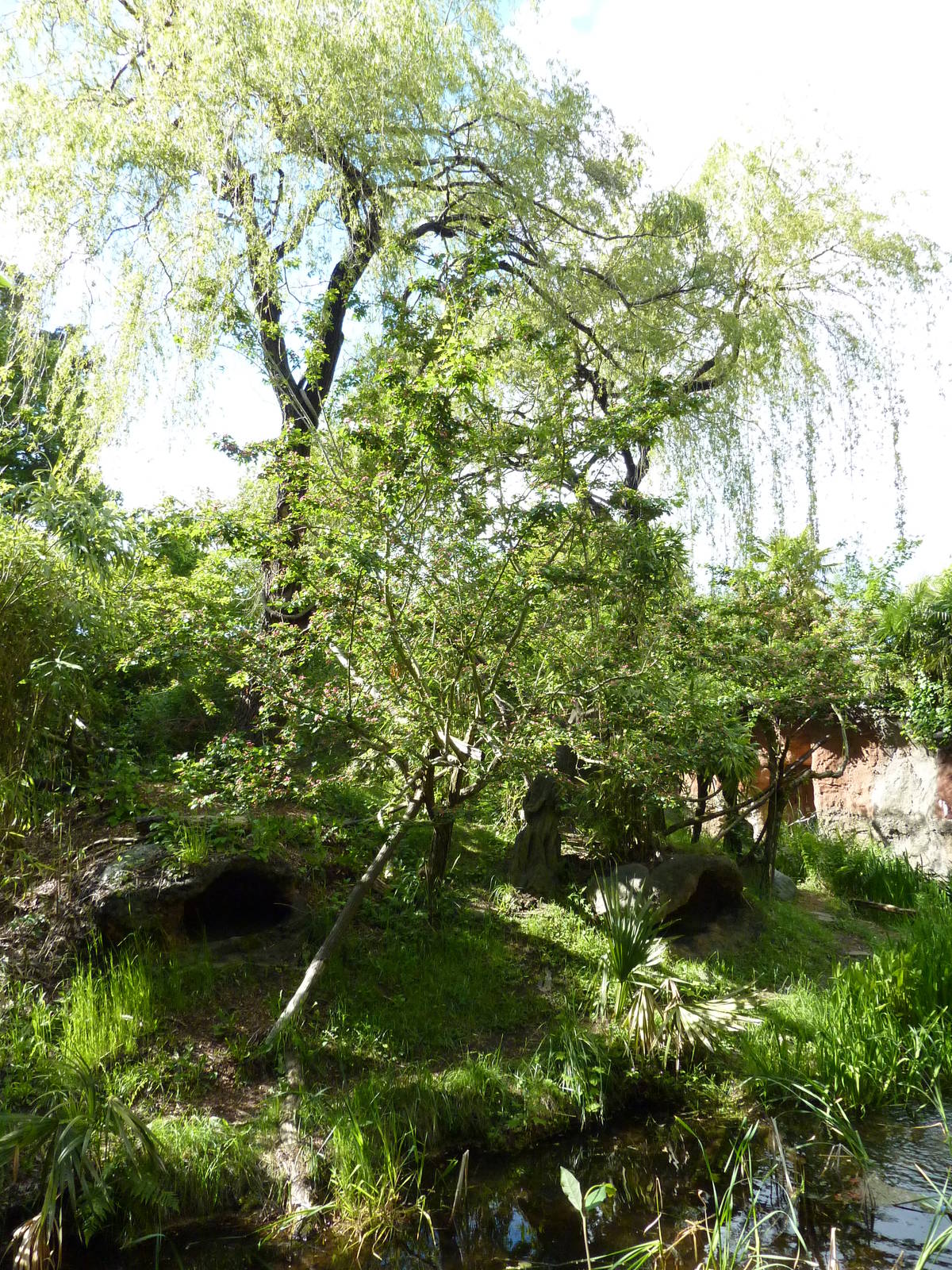 Red Ruffed Lemur Exhibit