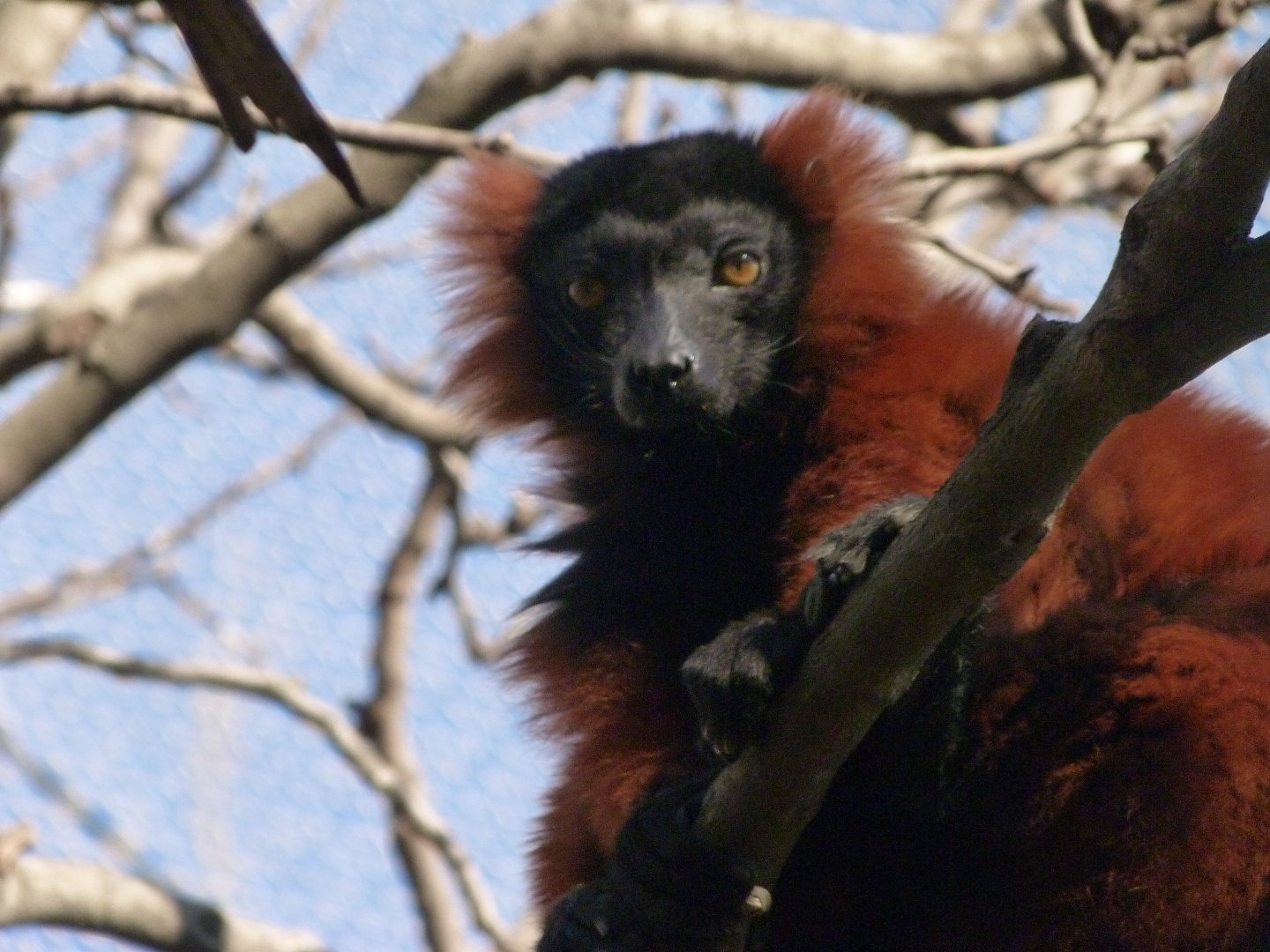 Red ruffed lemur -Faunia (2025)