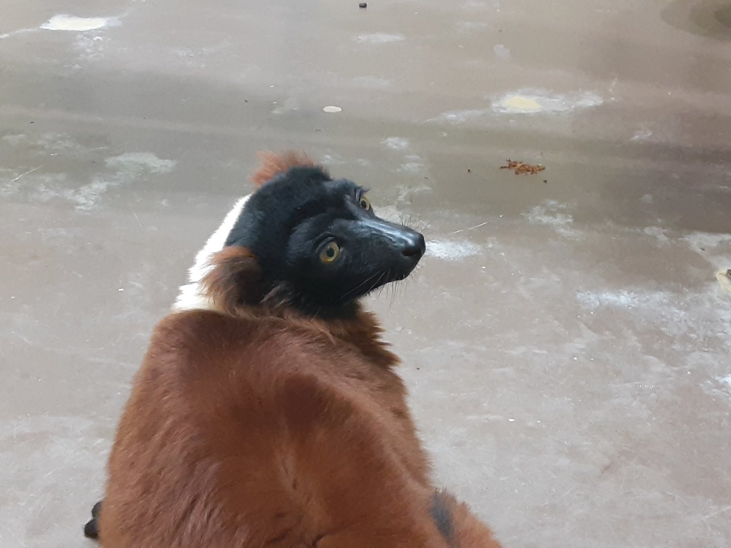 Red-Ruffed Lemur 'Ferris'