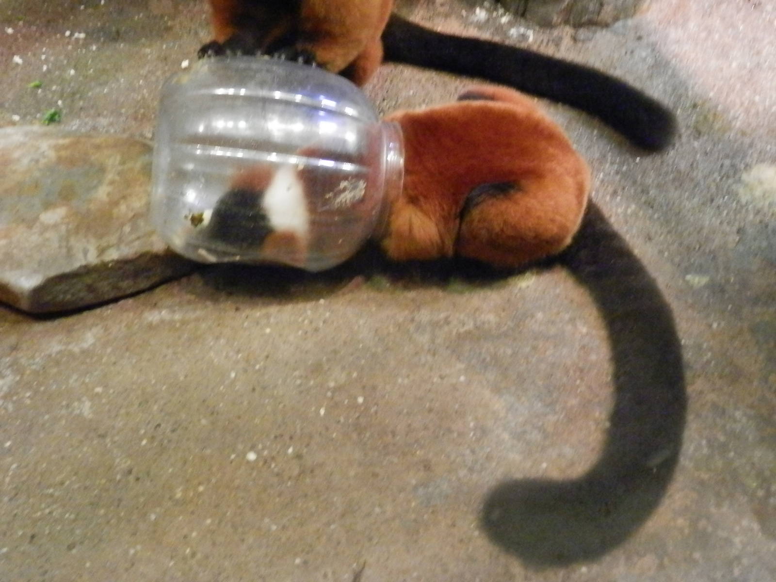 Red Ruffed Lemur getting a snack