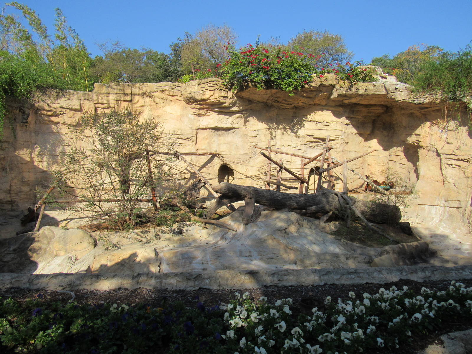 Red Ruffed Lemur Grotto