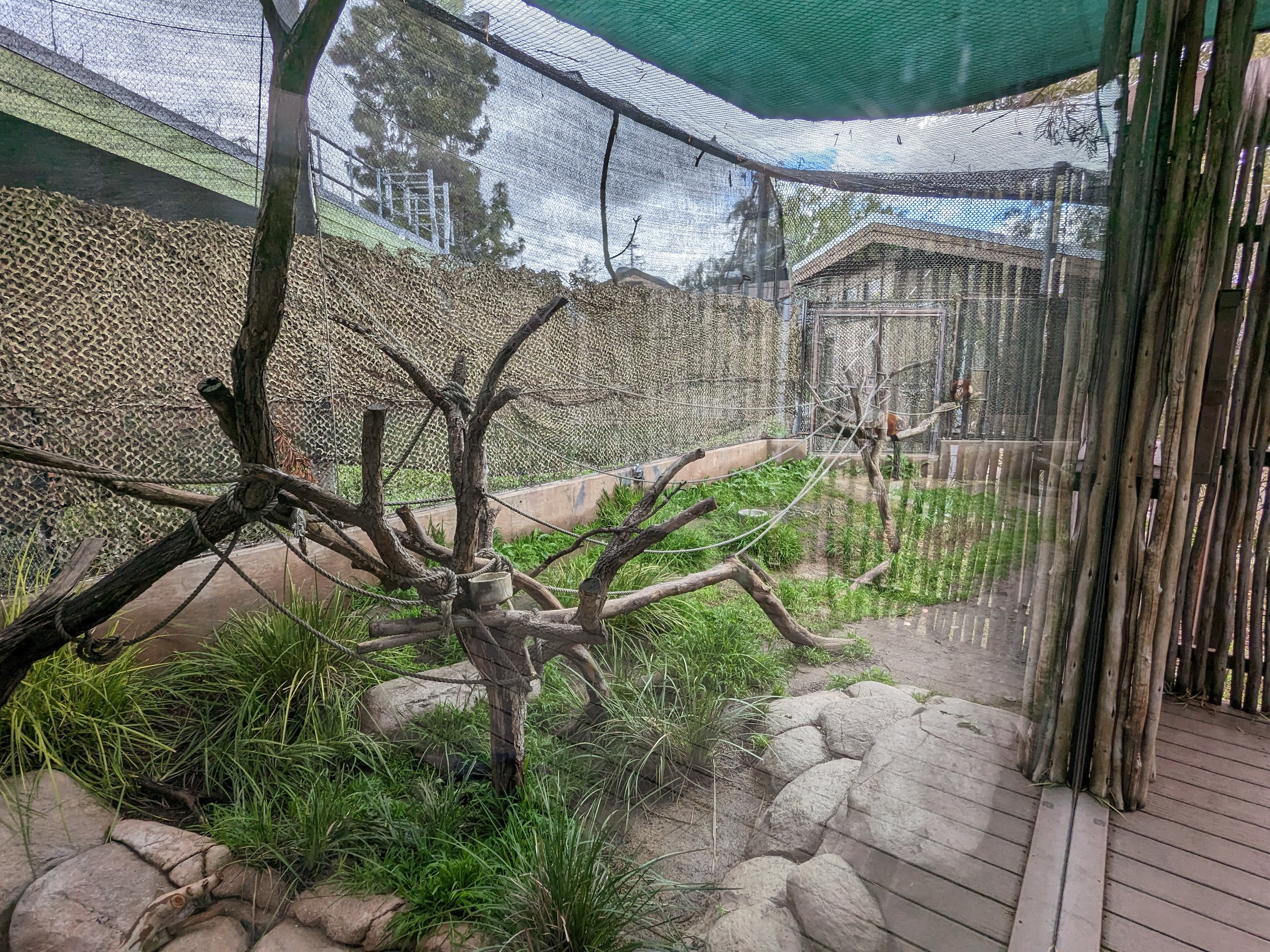 Red-ruffed lemur habitat #1