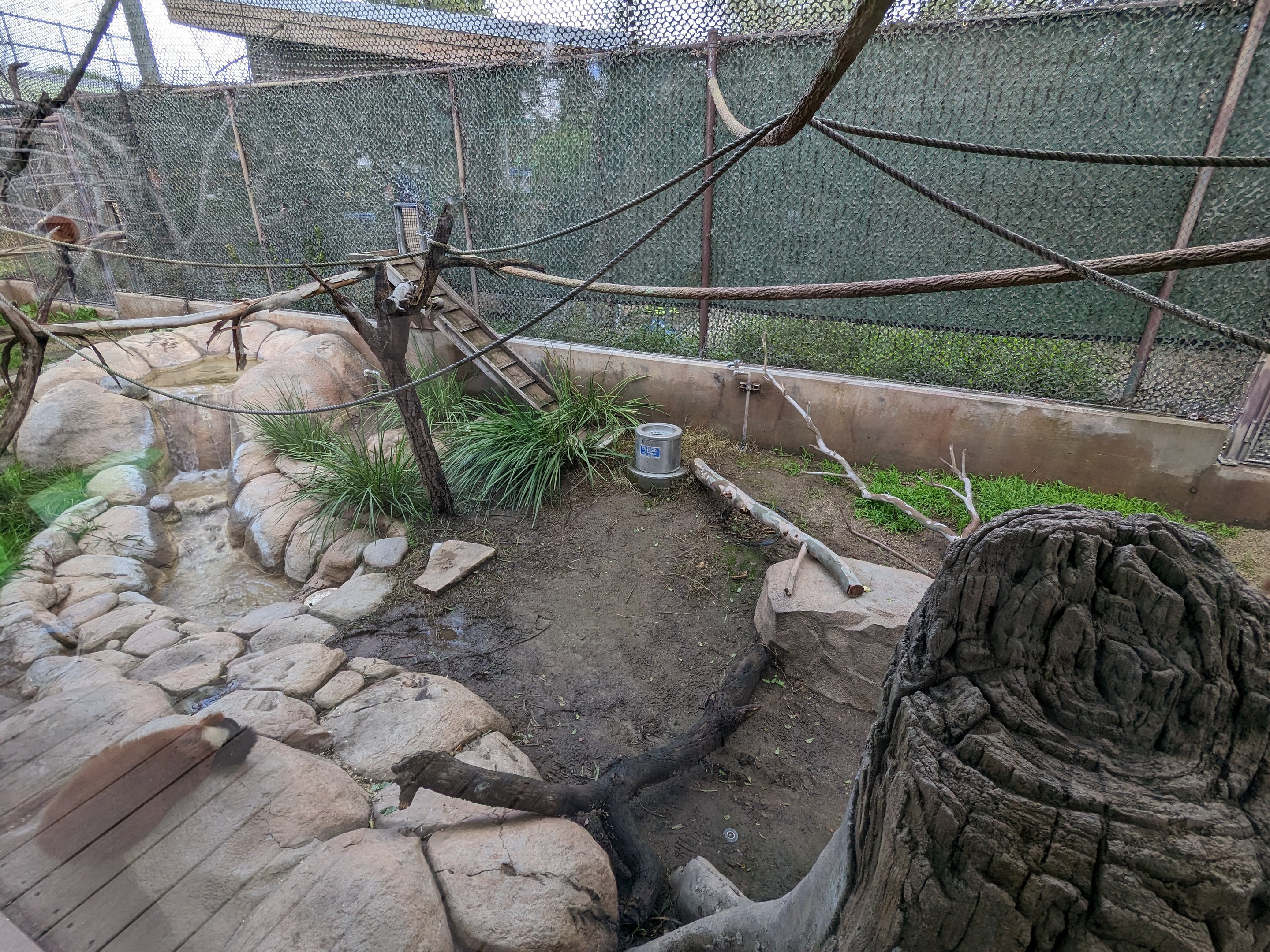 Red-ruffed lemur habitat #2