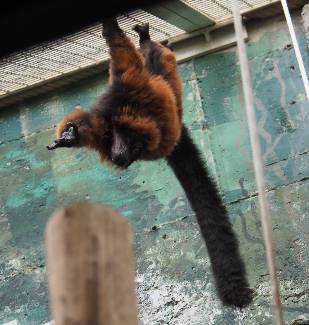Red-ruffed lemur hanging around (Varecia rubra), 2020-06-28