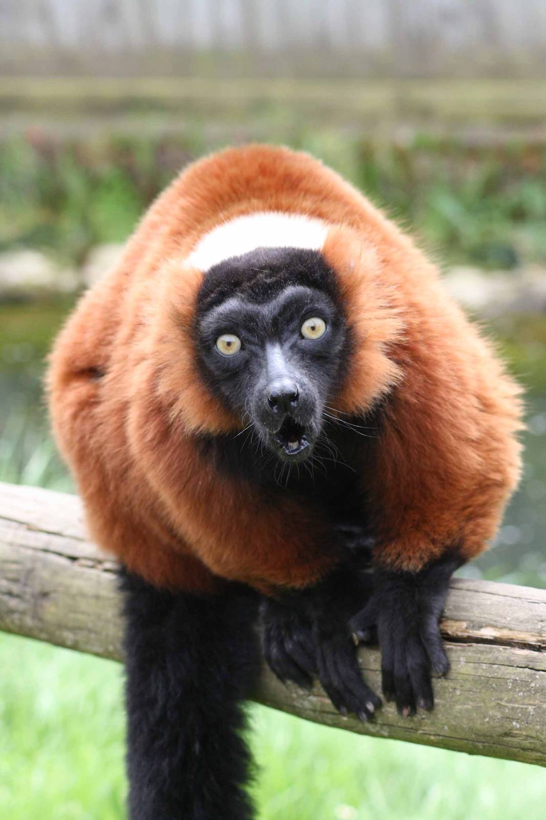 Red Ruffed Lemur, I have got my eyes on you