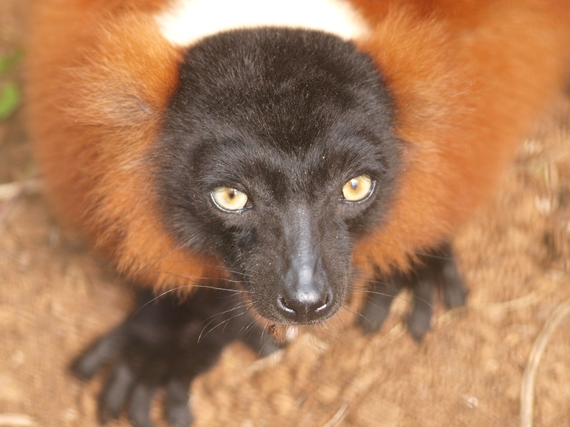 Red-ruffed lemur in close-up (April 19th, 2015)