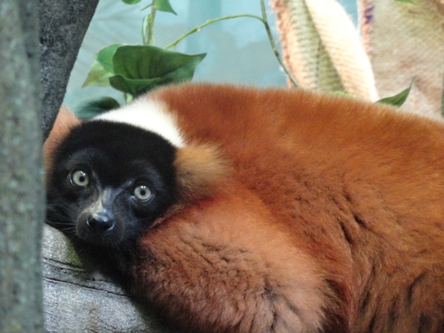 Red Ruffed Lemur in Legends of the Wild