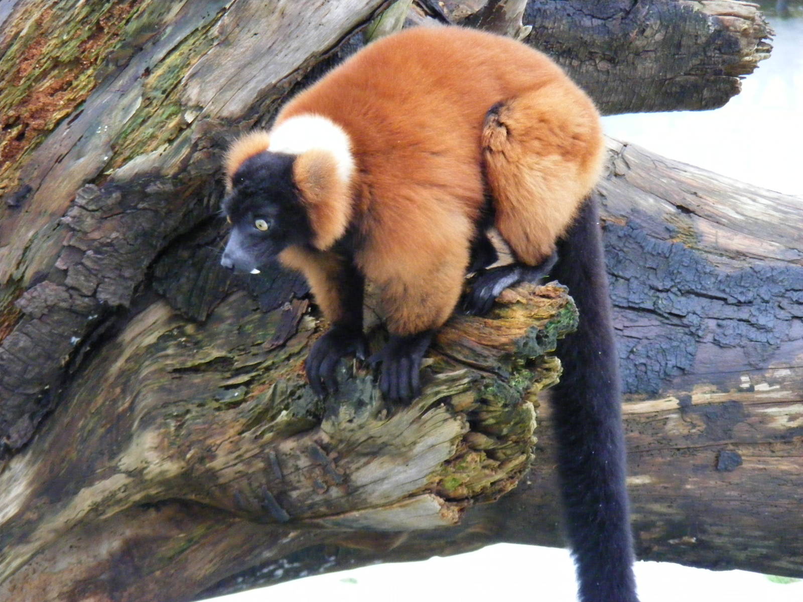 Red-ruffed lemur in Lemur Wood at Blackpool Zoo, 29 December 2009