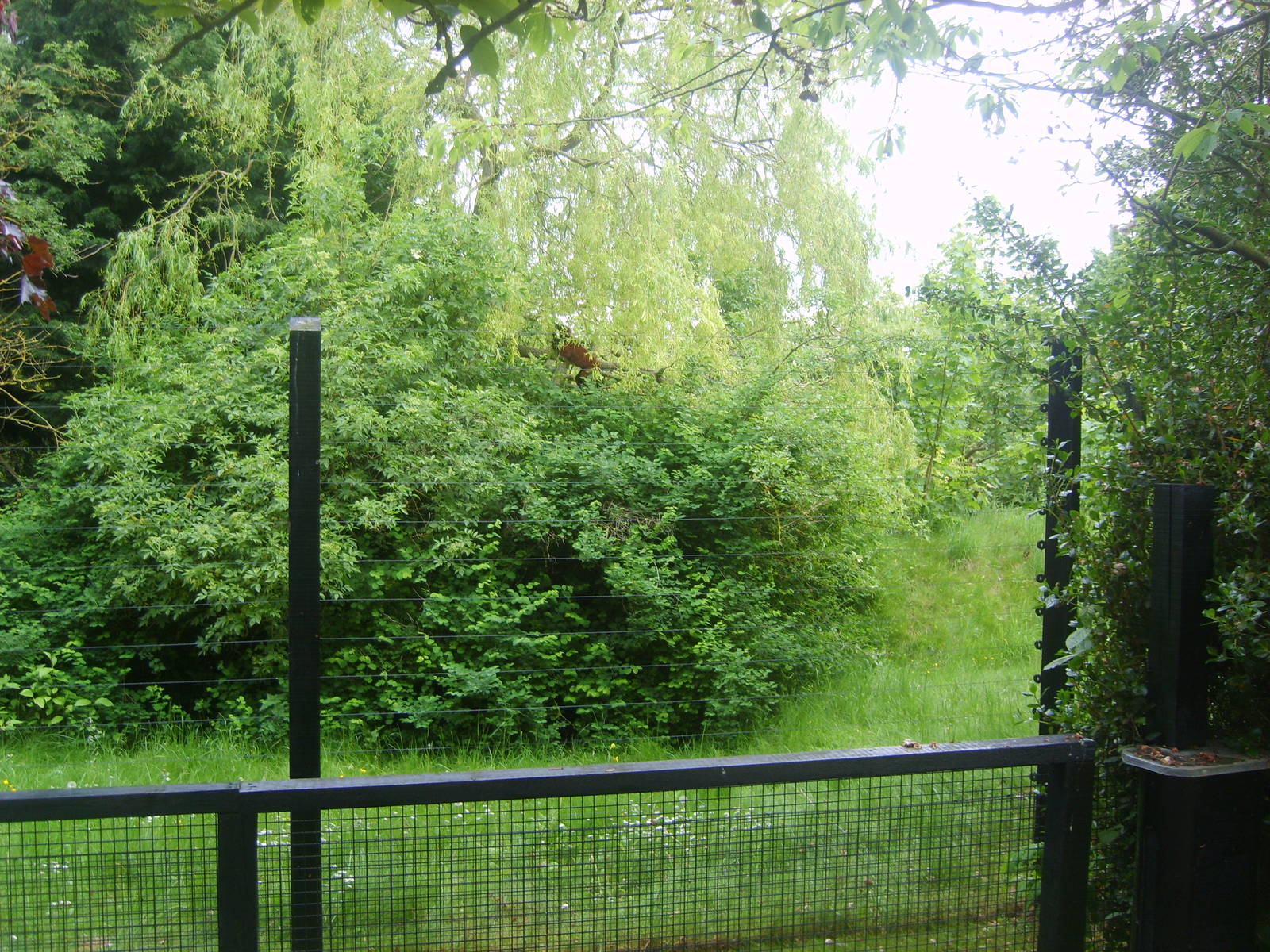 Red Ruffed Lemur in Tree