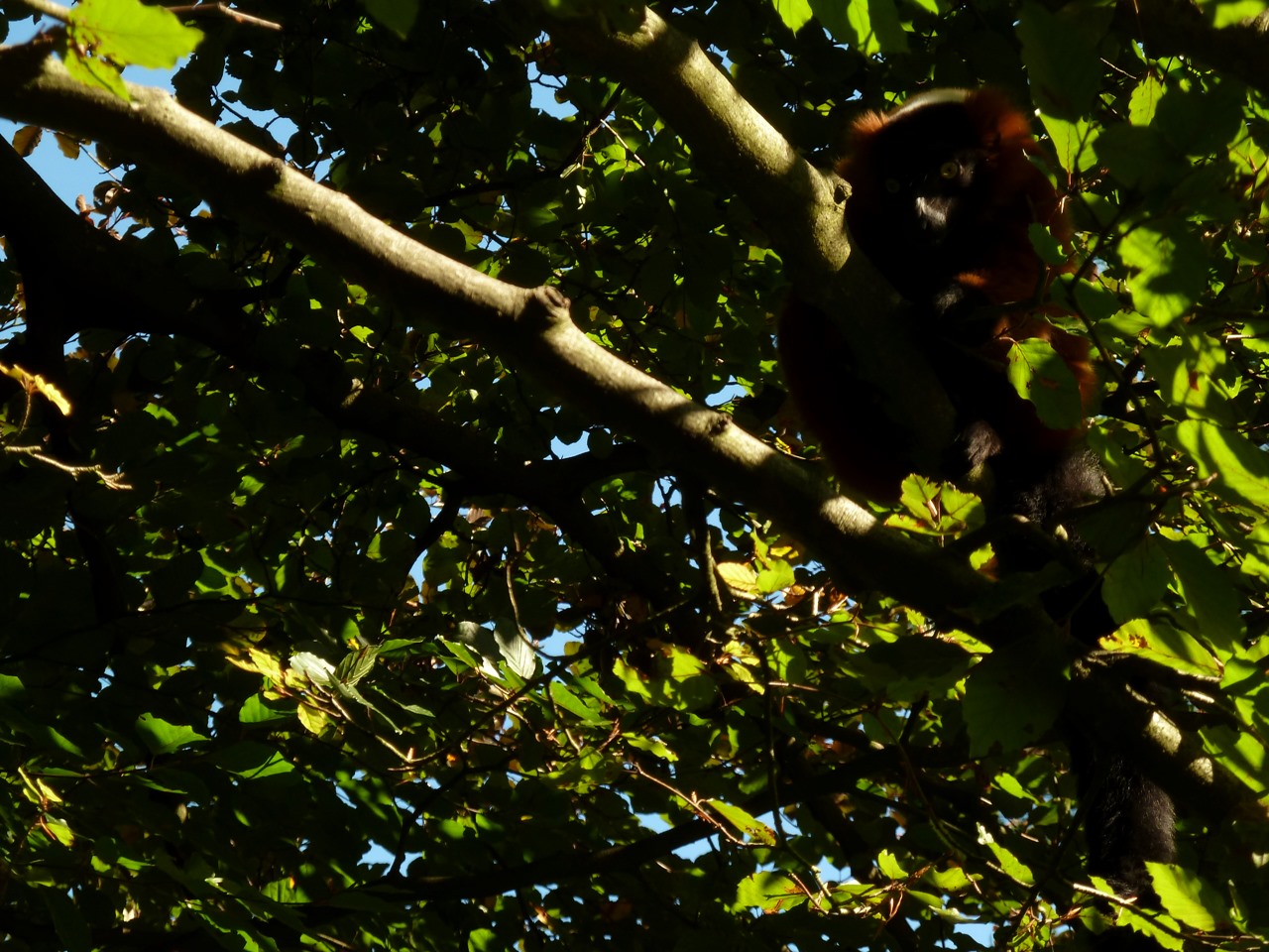 Red ruffed lemur in trees