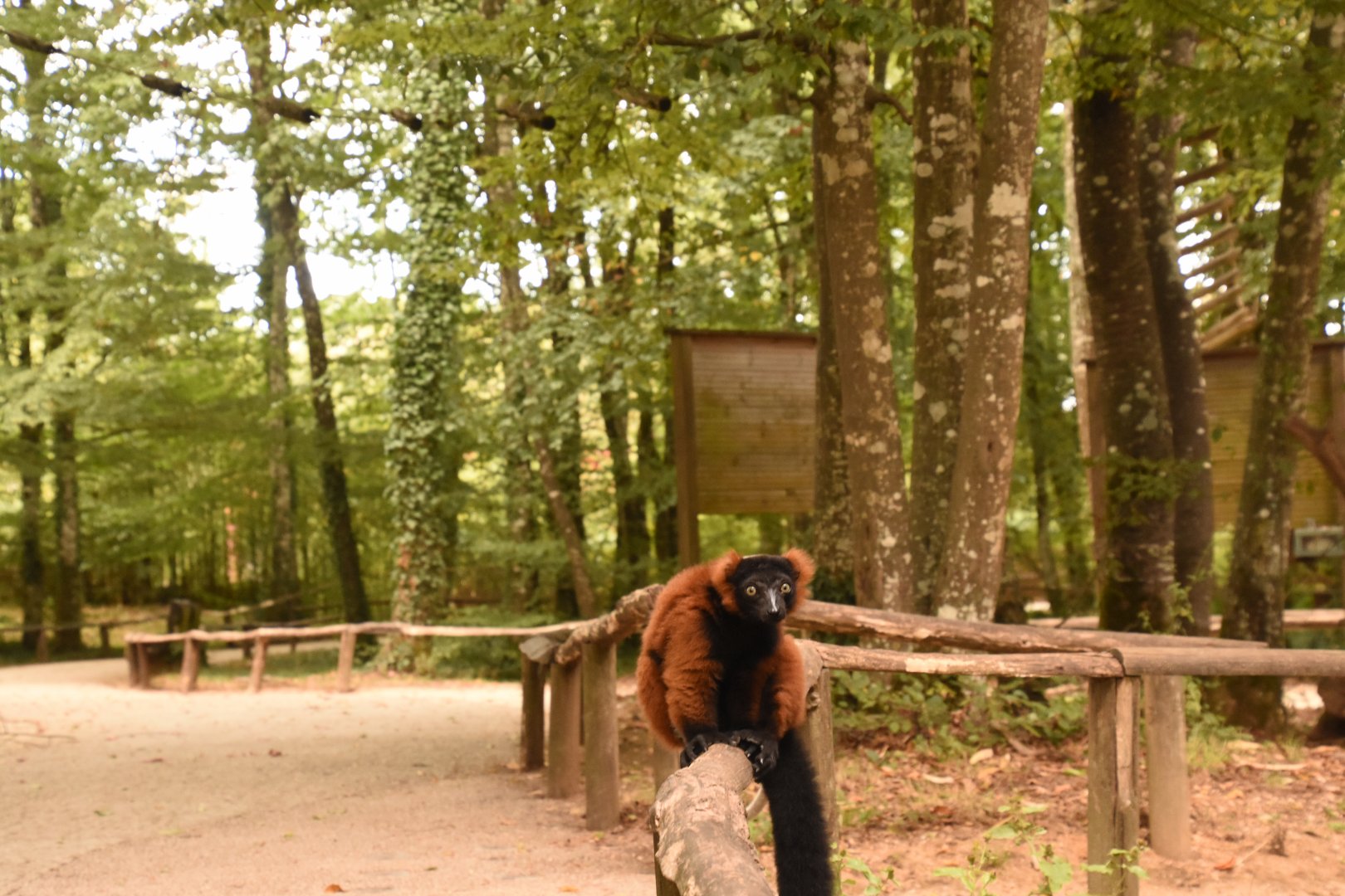 Red-ruffed Lemur in walkthrough