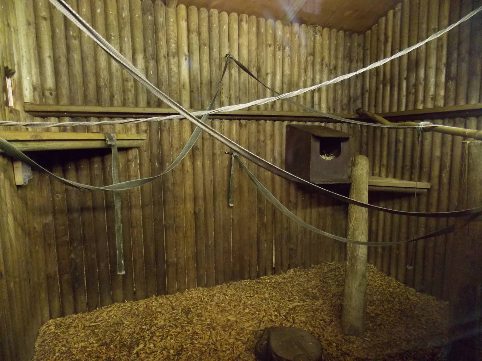 Red Ruffed Lemur indoor area