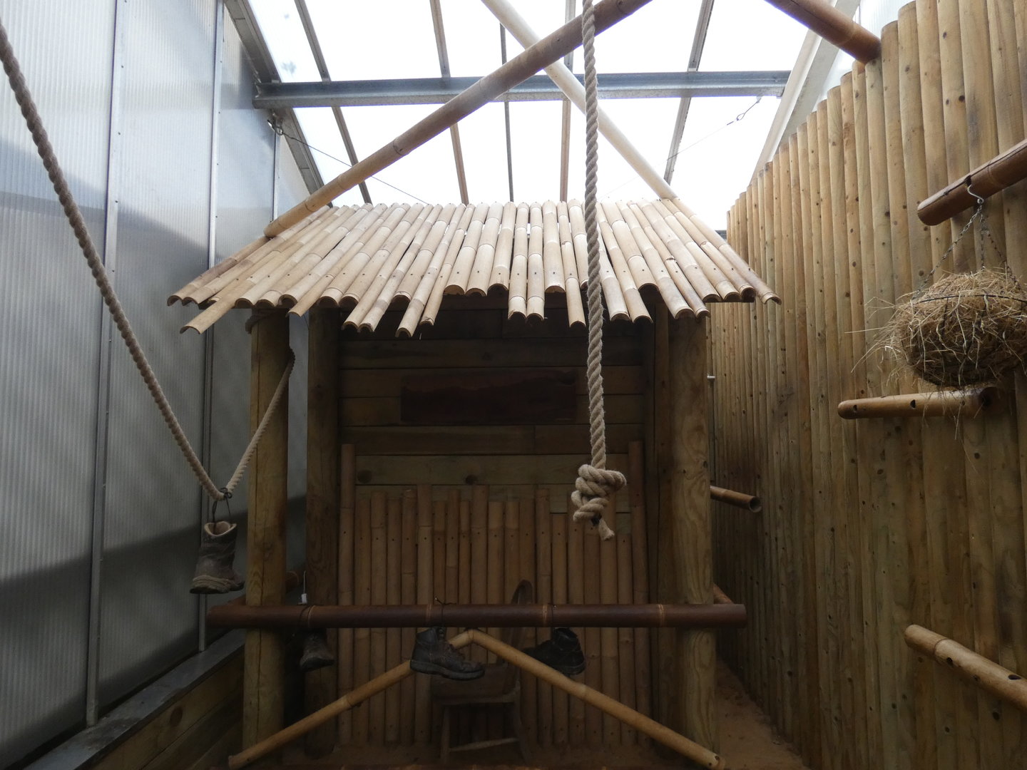 Red ruffed lemur indoor enclosure