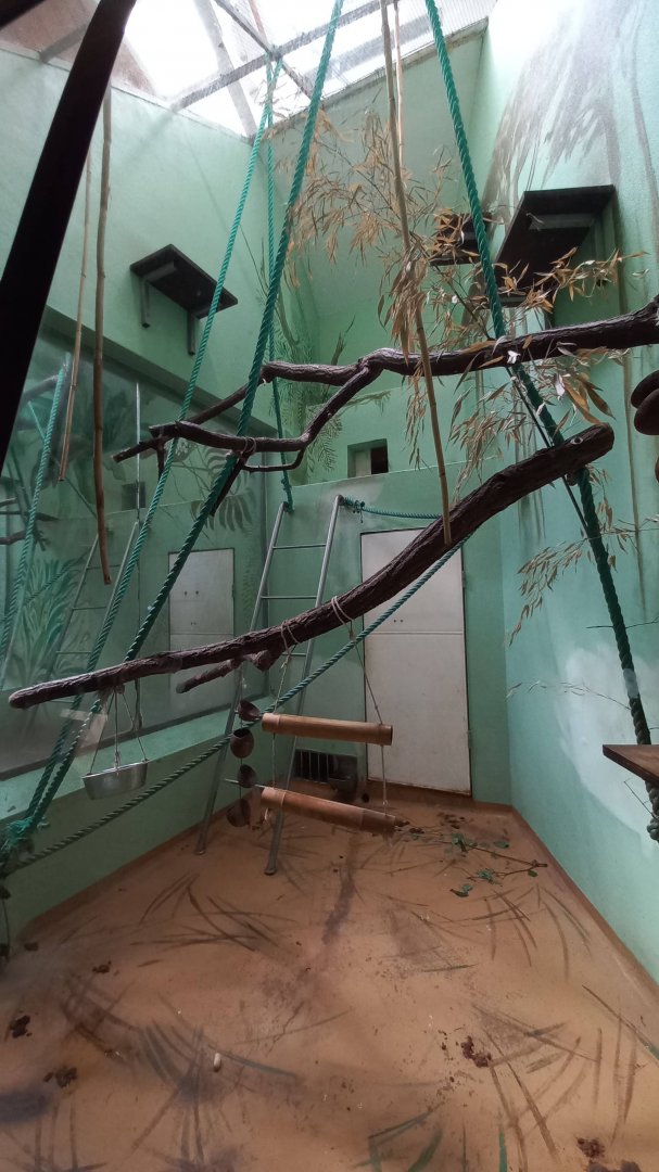 Red ruffed lemur - indoor enclosure