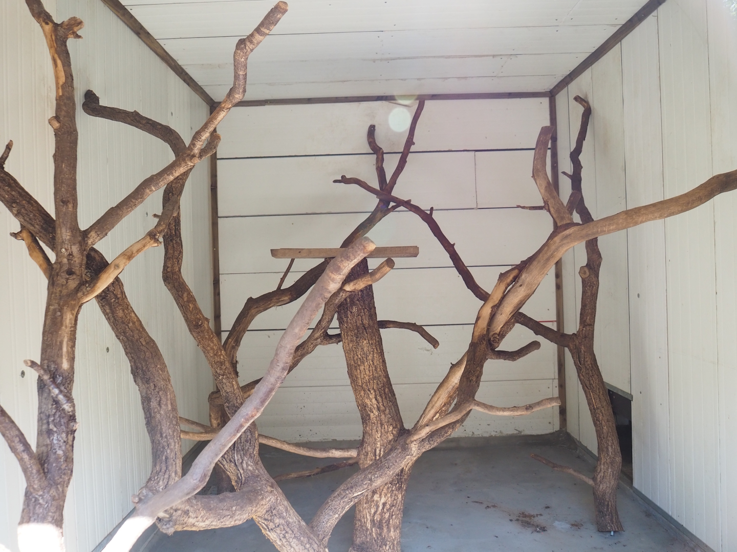 Red ruffed lemur indoor exhibit, 2023-06-24