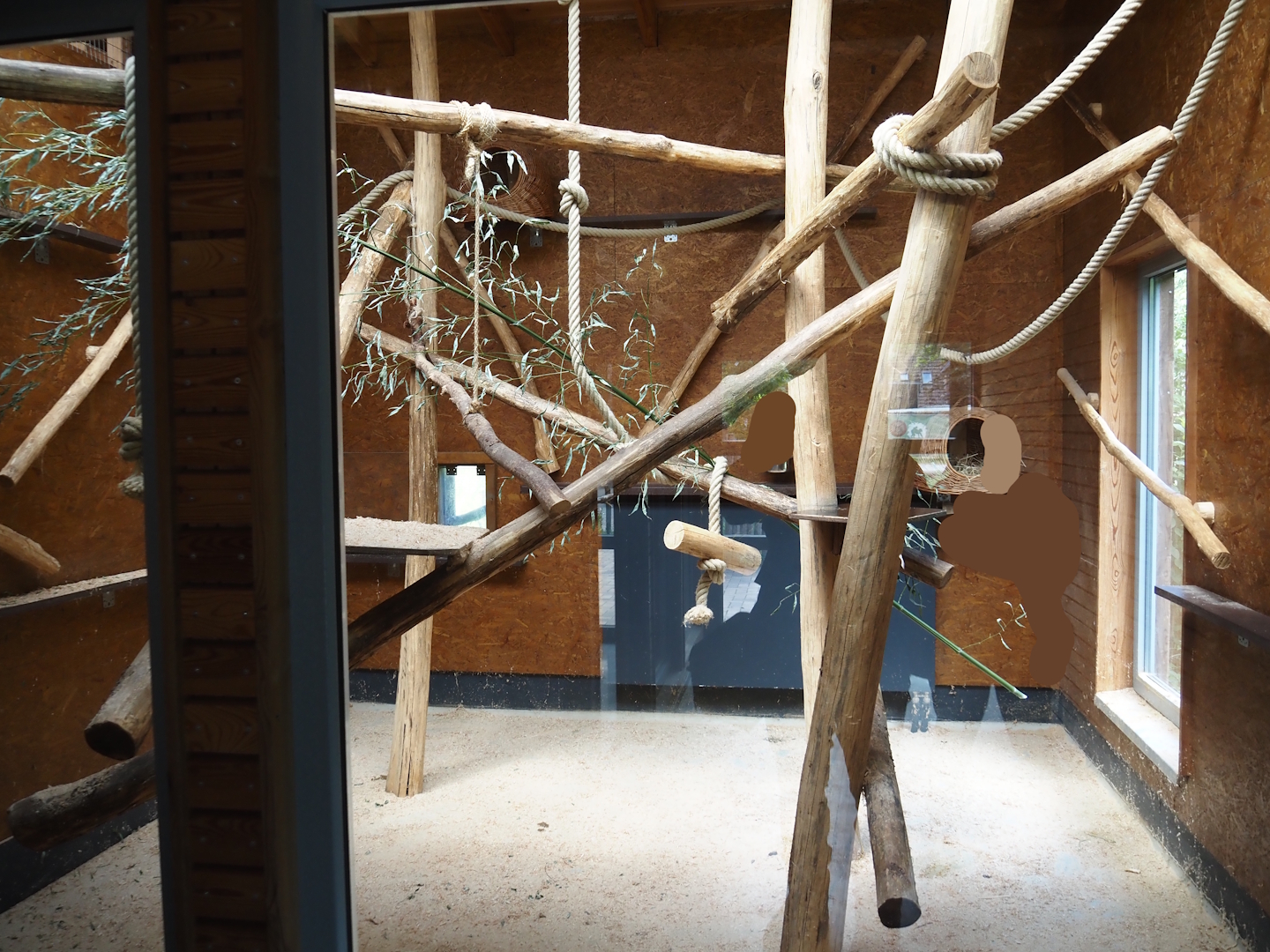 Red ruffed lemur indoor exhibit, 2025-05-22