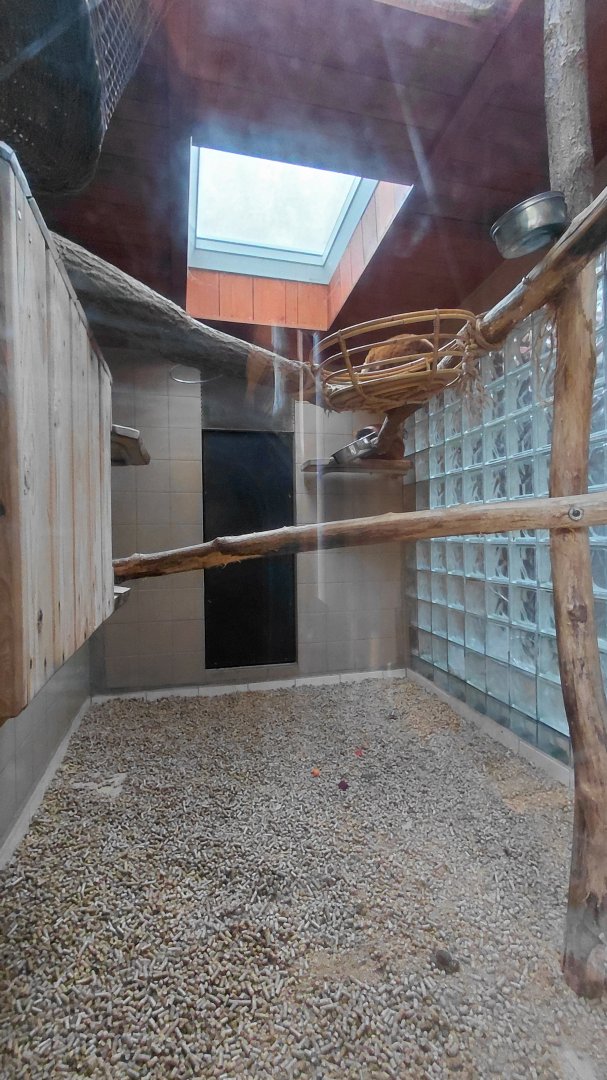 Red ruffed lemur indoor exhibit