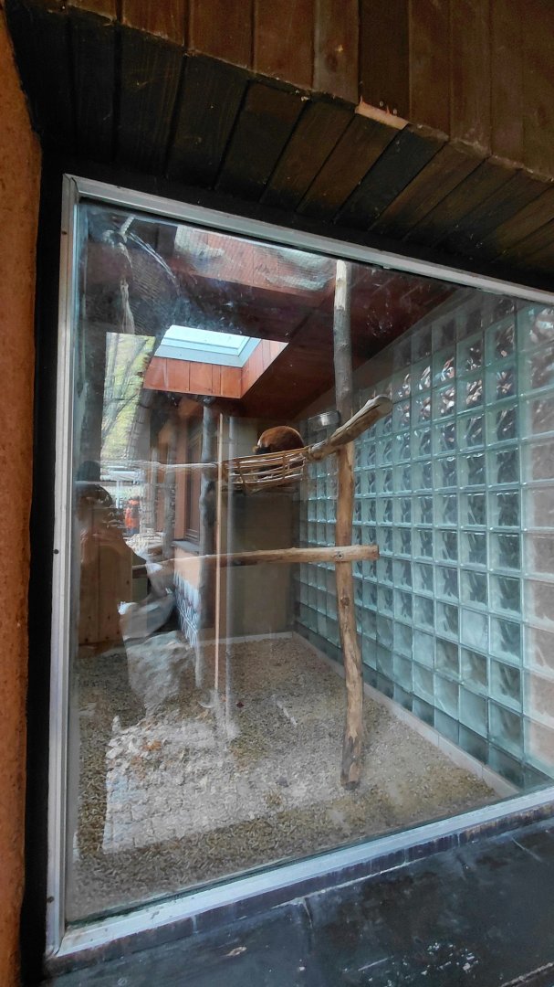 Red ruffed lemur indoor exhibit