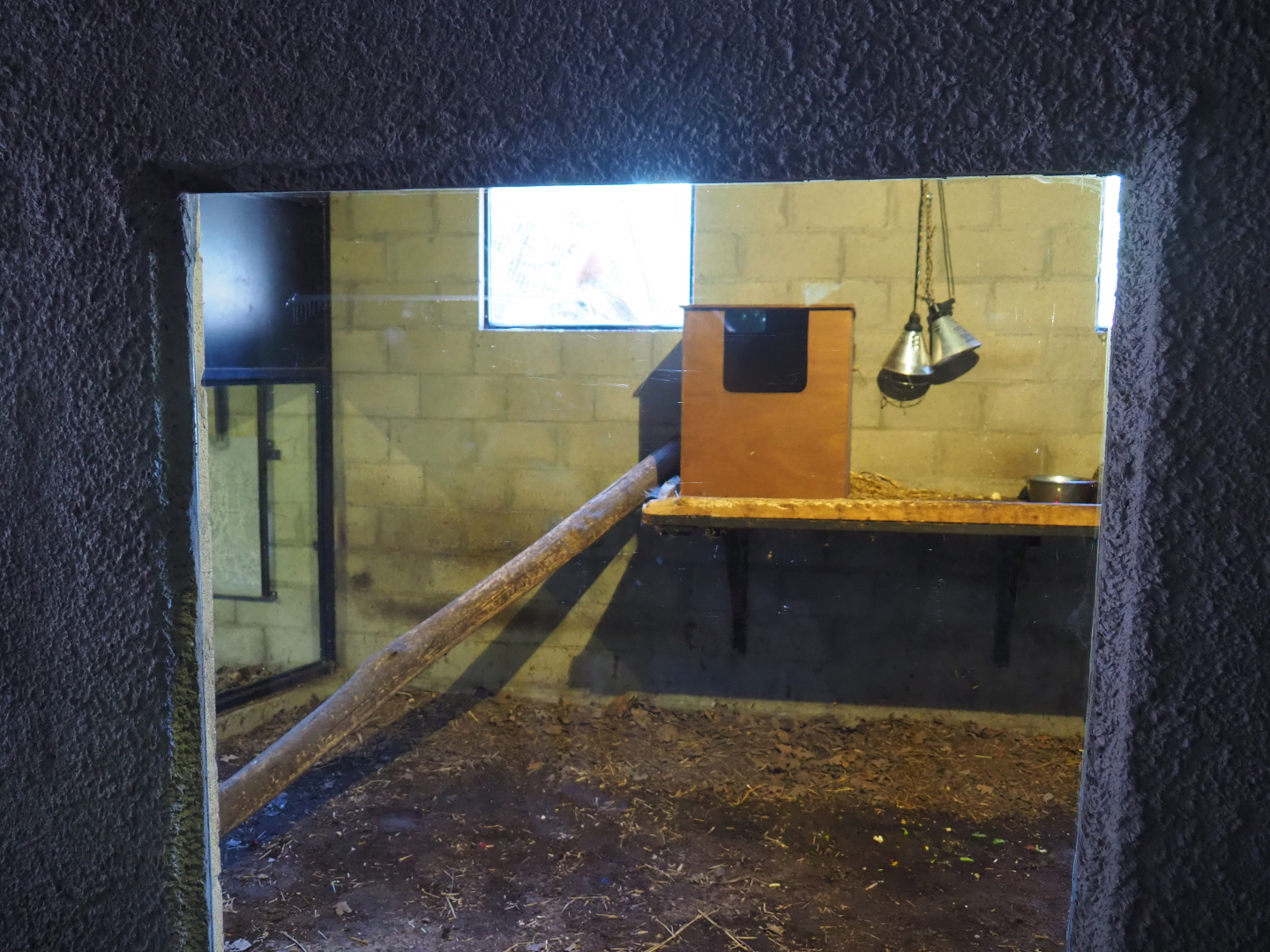 Red ruffed lemur indoor housing, 2019-08-04