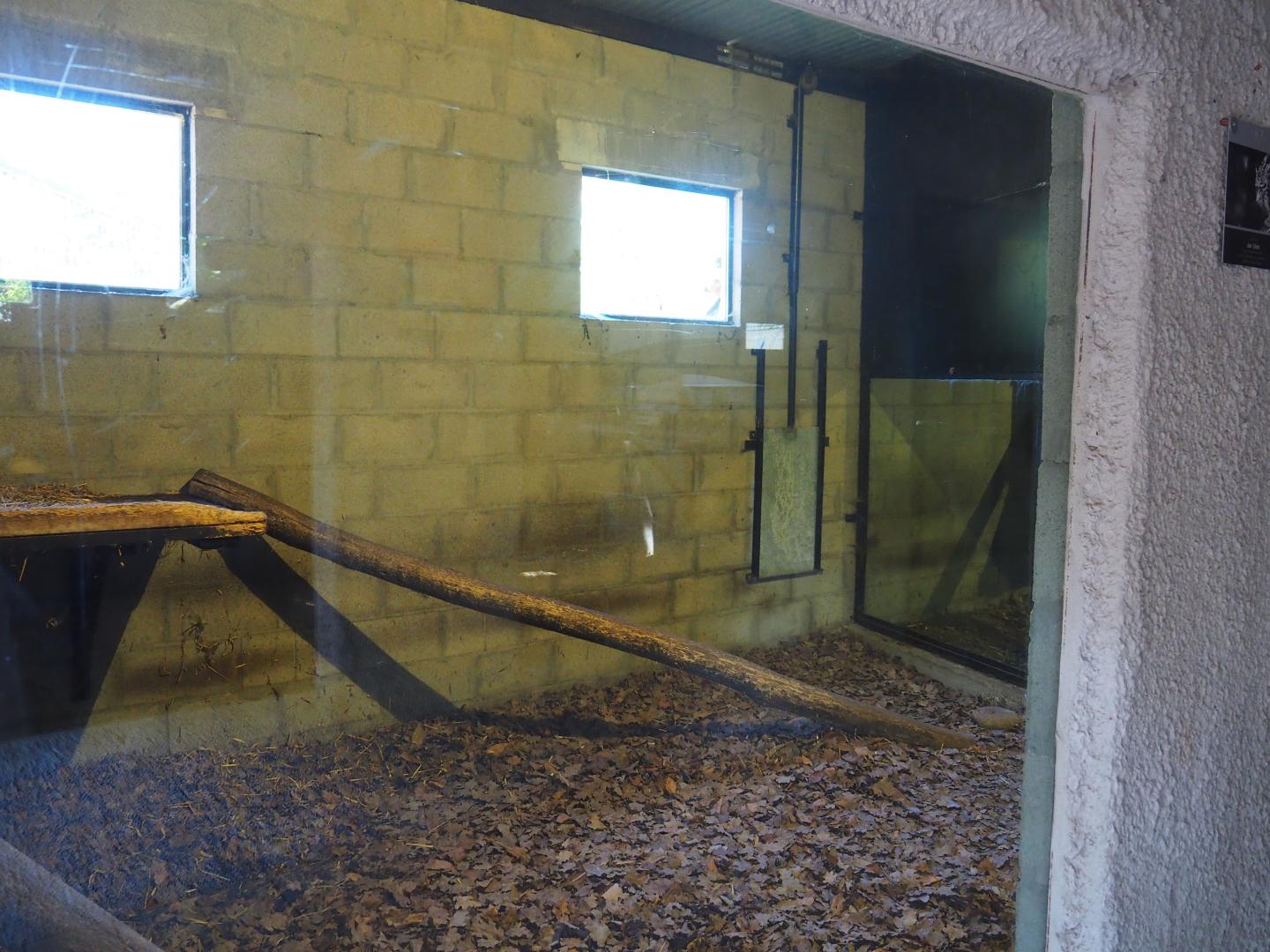 Red ruffed lemur indoor housing, 2019-08-04