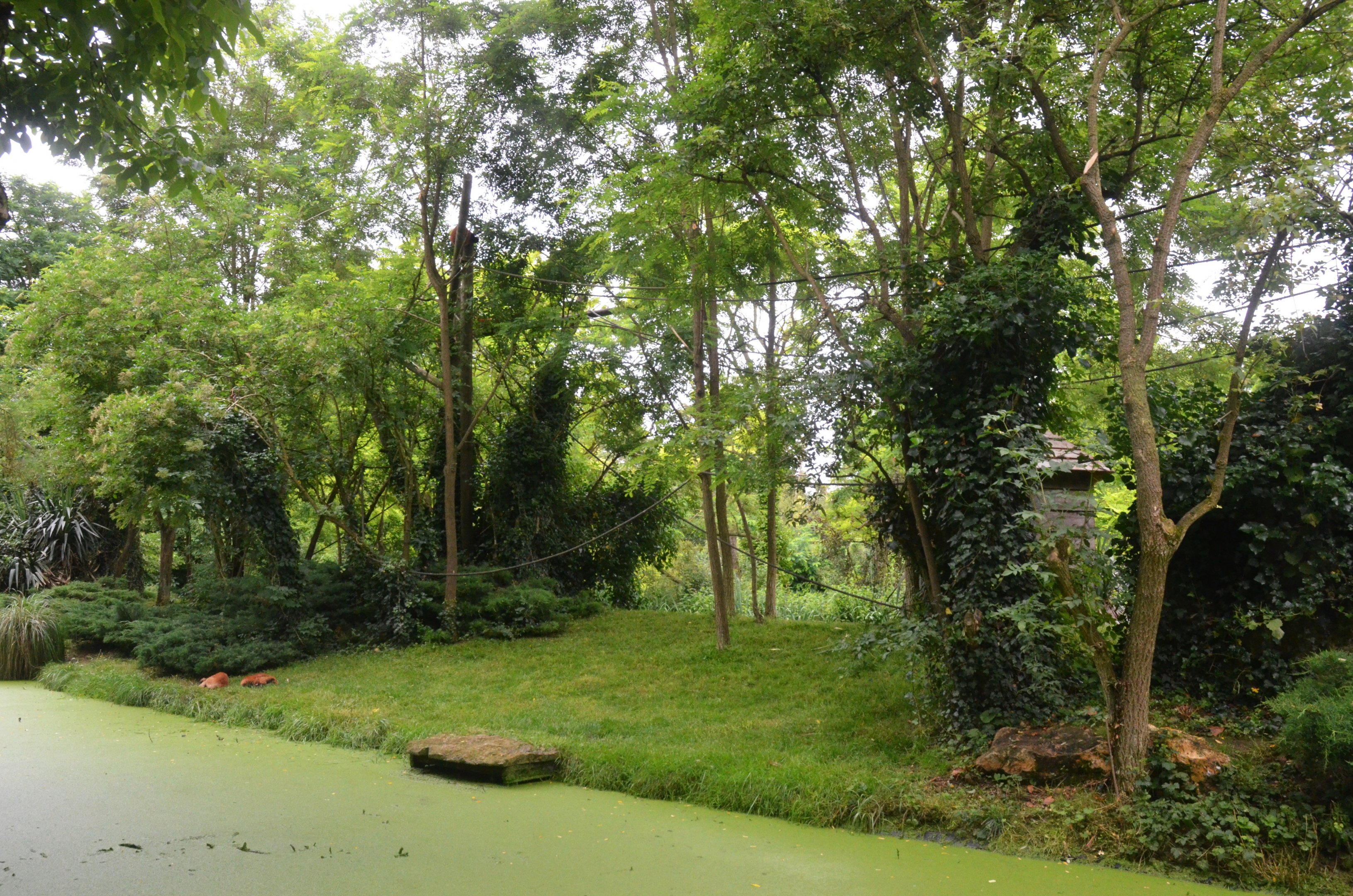 Red Ruffed Lemur Island at Doué-la-Fontaine, 15/06/18