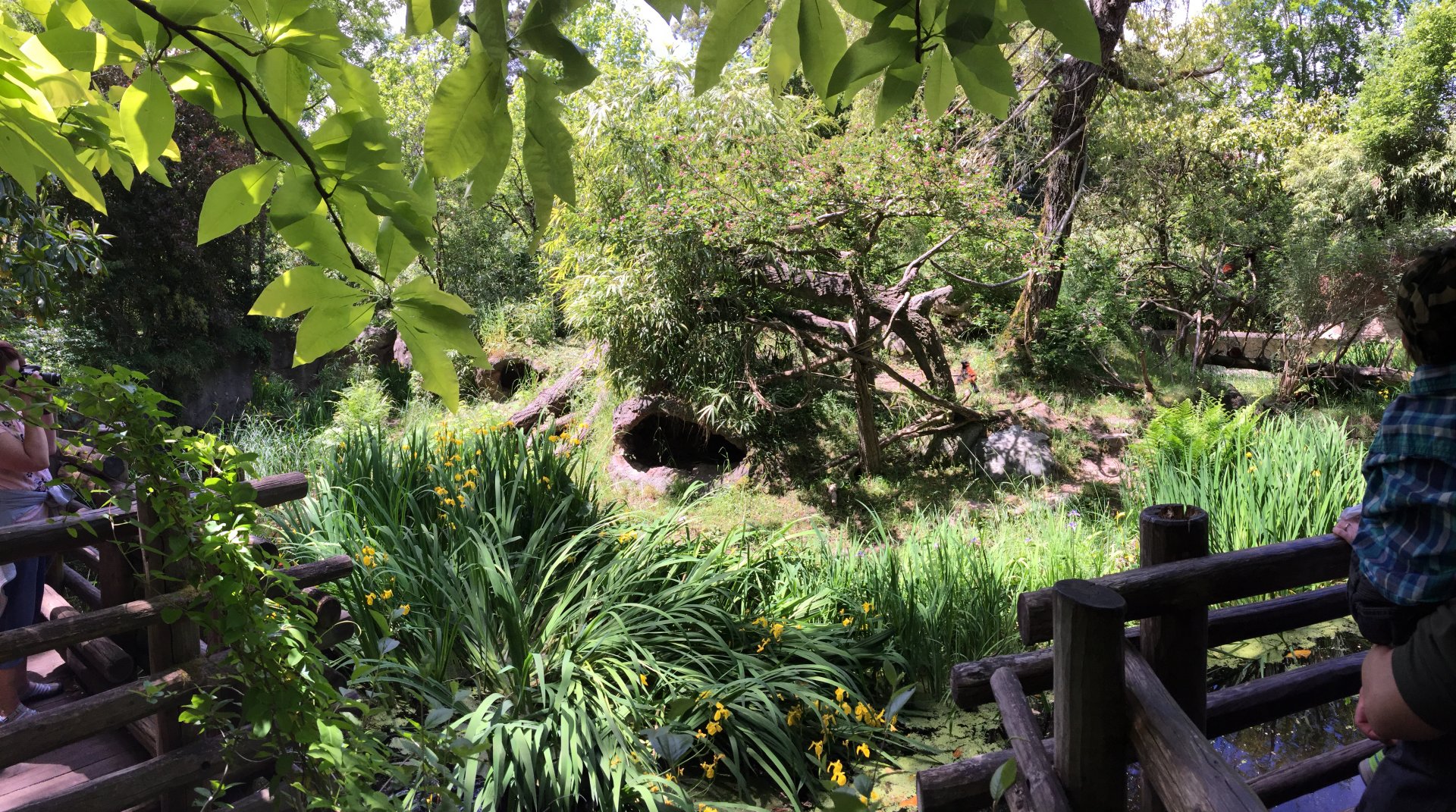 Red Ruffed Lemur Island