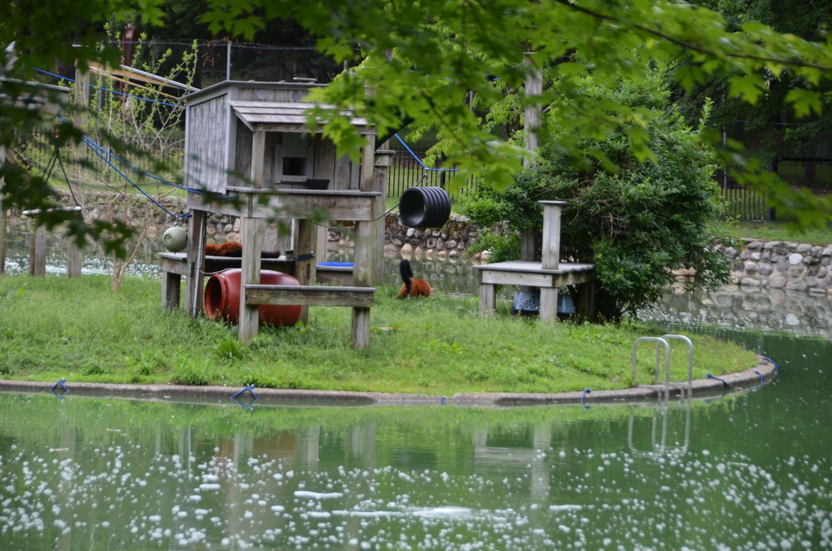 Red Ruffed Lemur Island