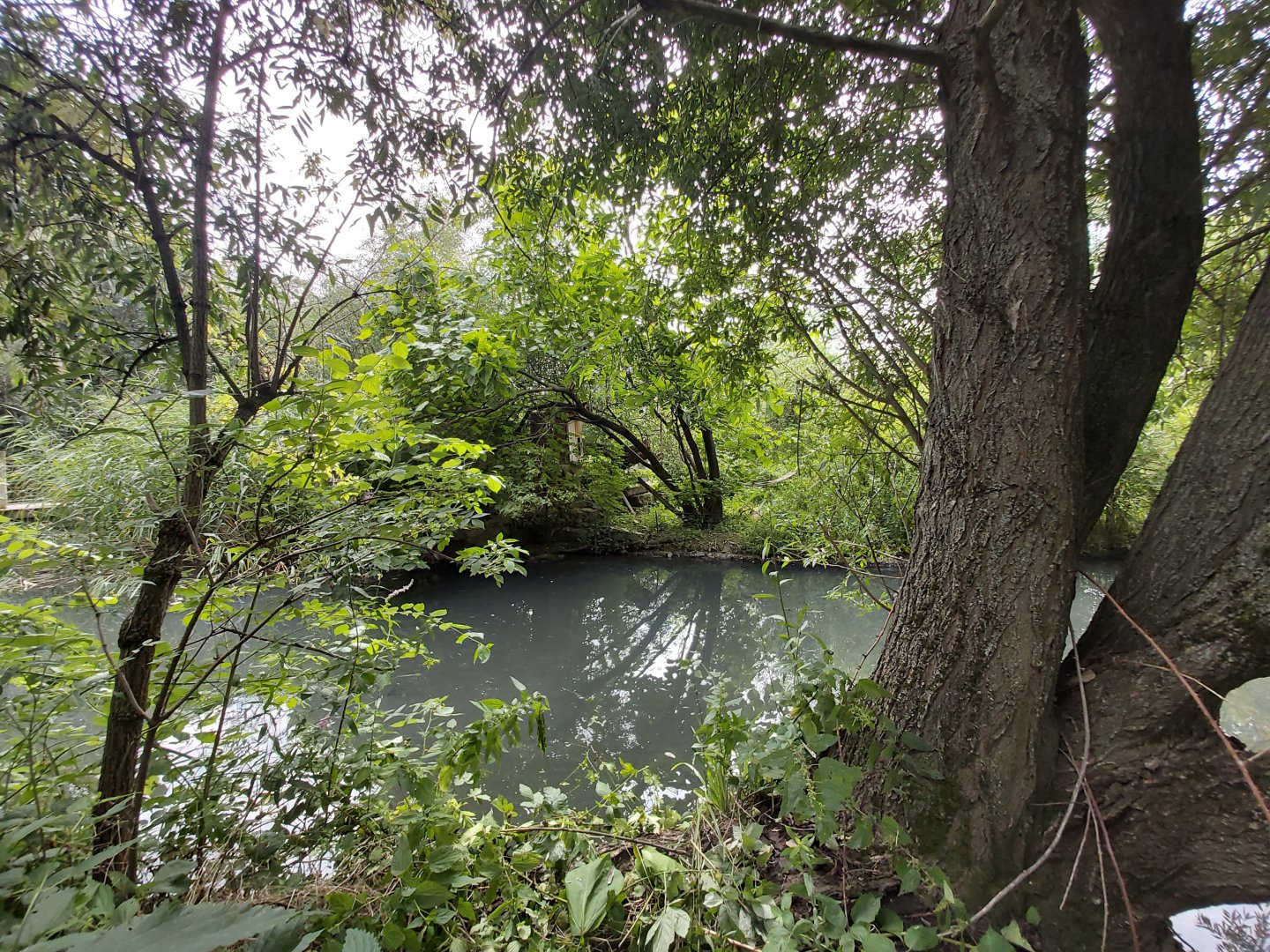 Red ruffed lemur island