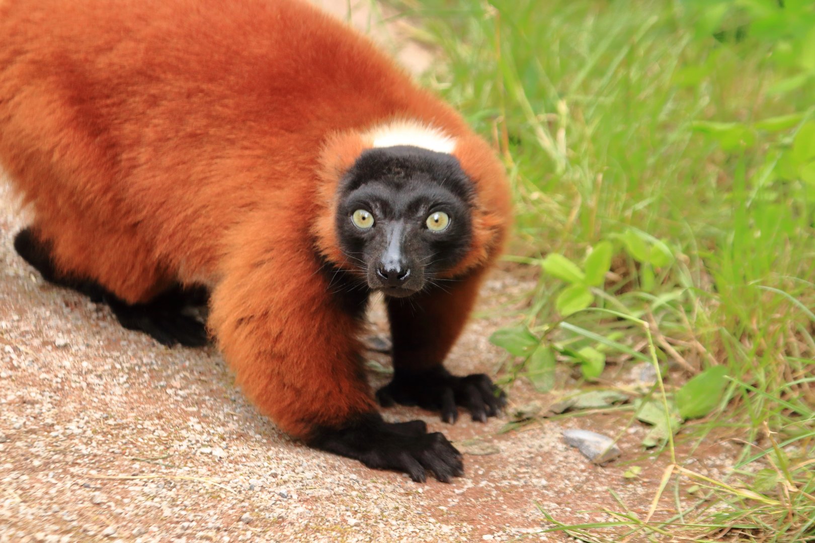 Red ruffed lemur (July 2020)