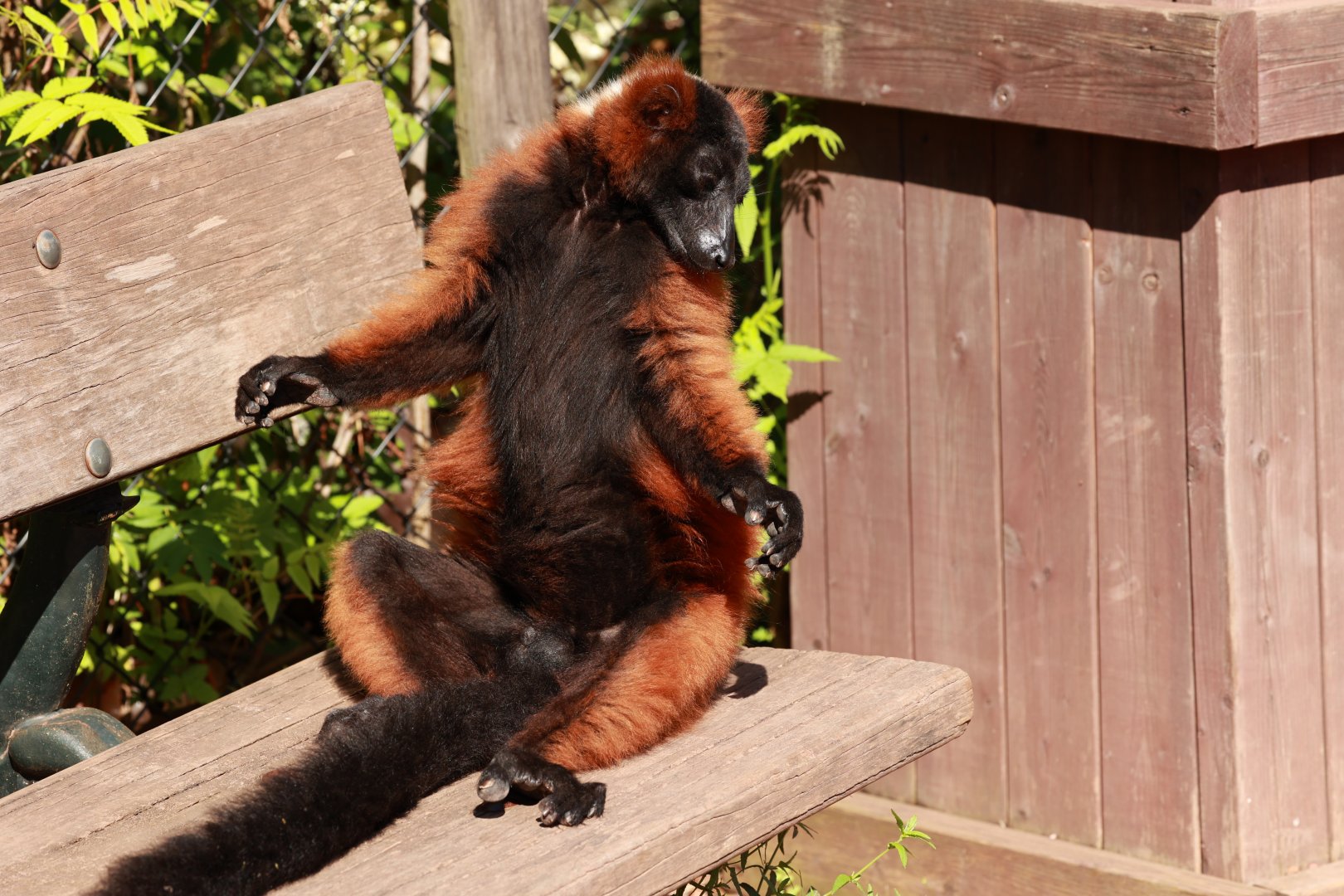 Red ruffed lemur (July 2021)