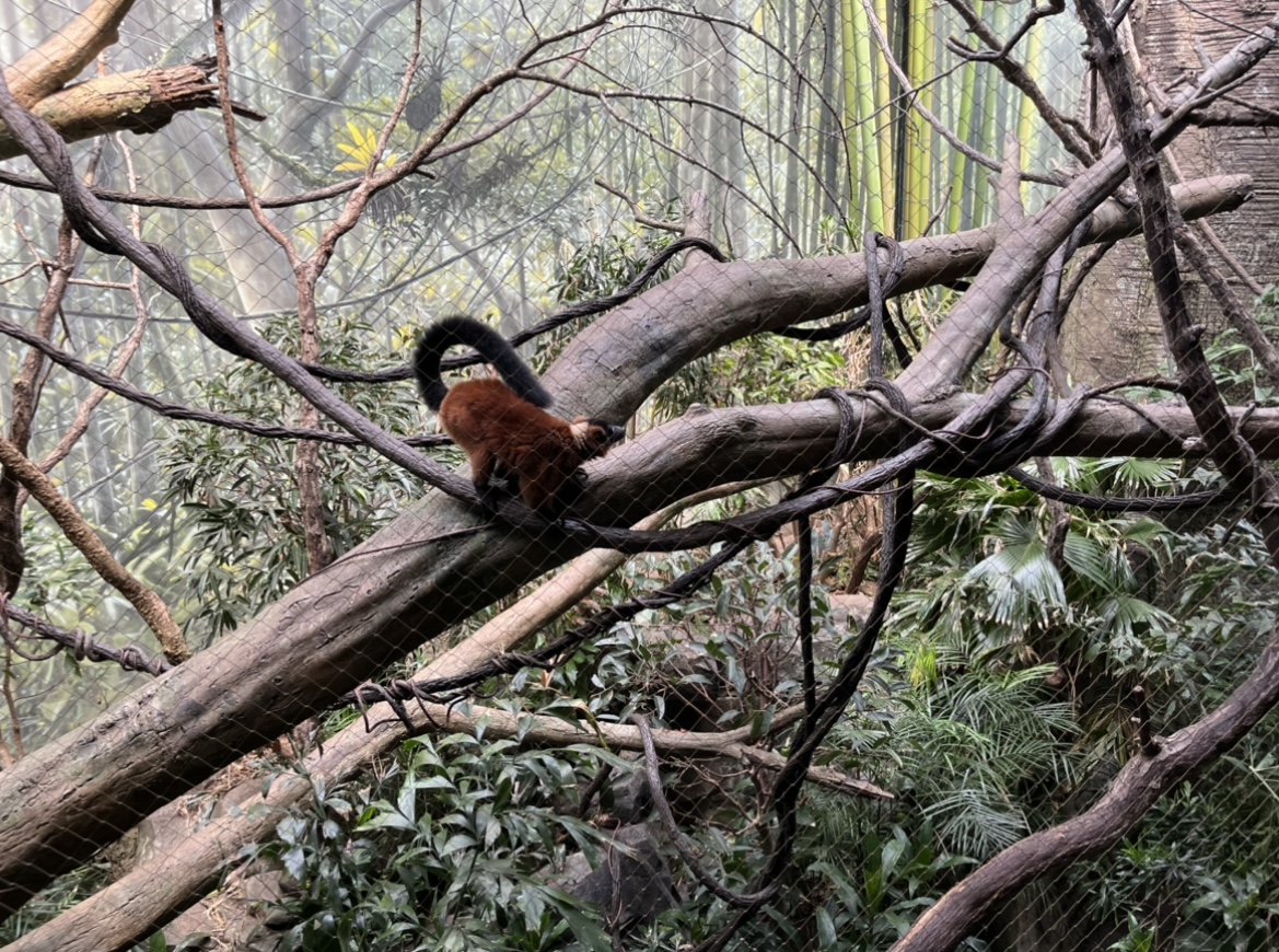 Red Ruffed Lemur(July 2022)