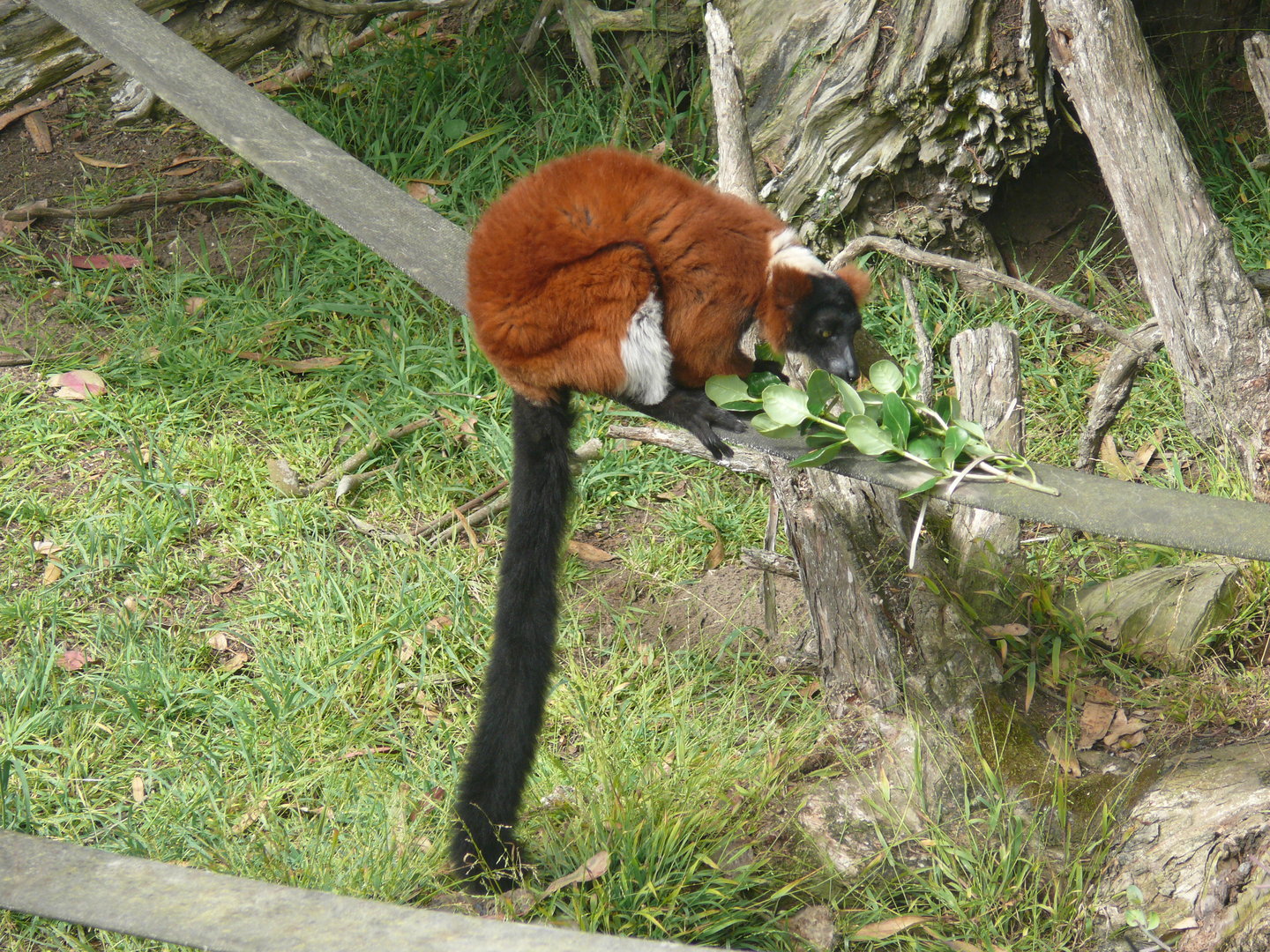 Red Ruffed-lemur - July 8th 2023