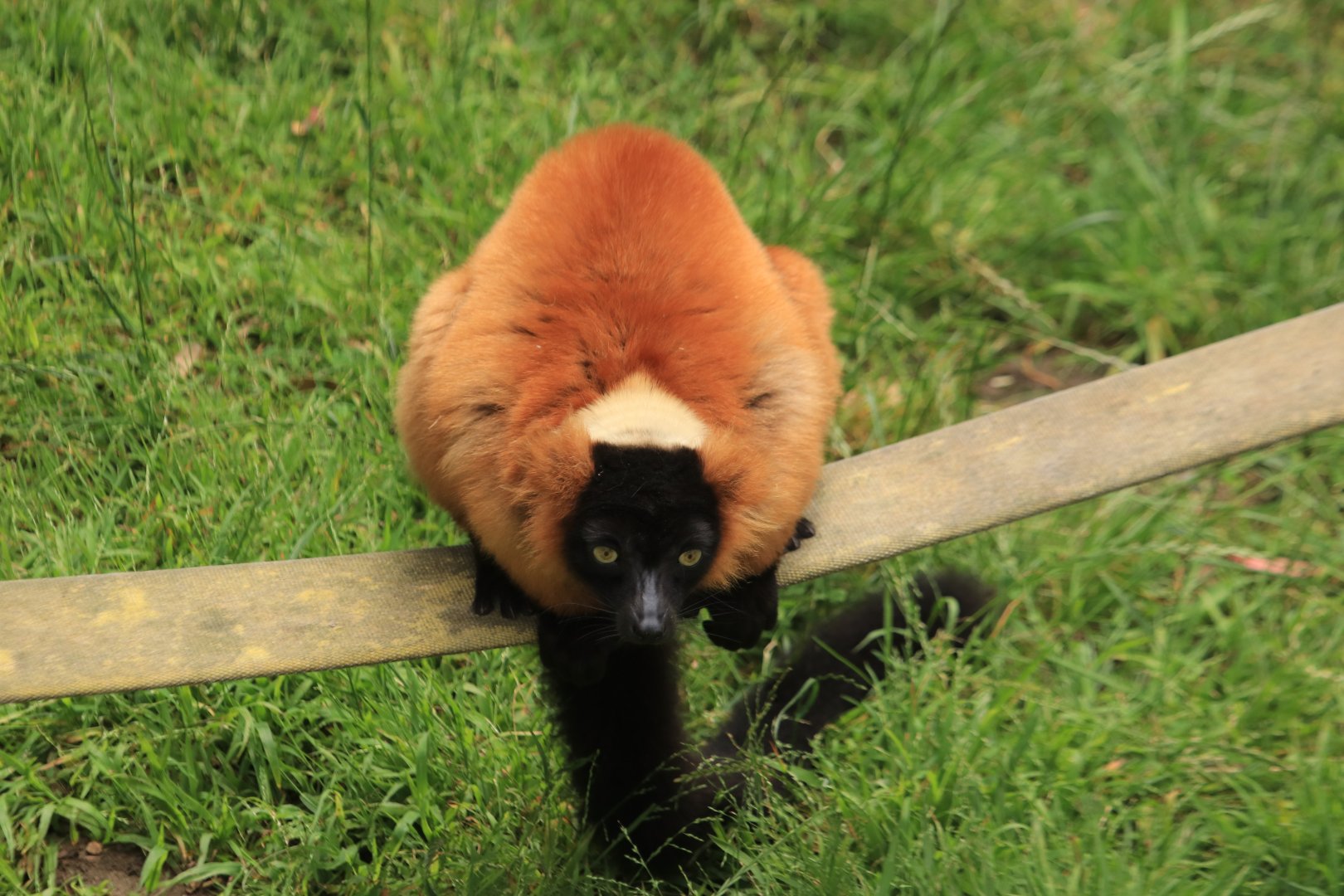 Red ruffed lemur (June 2019)