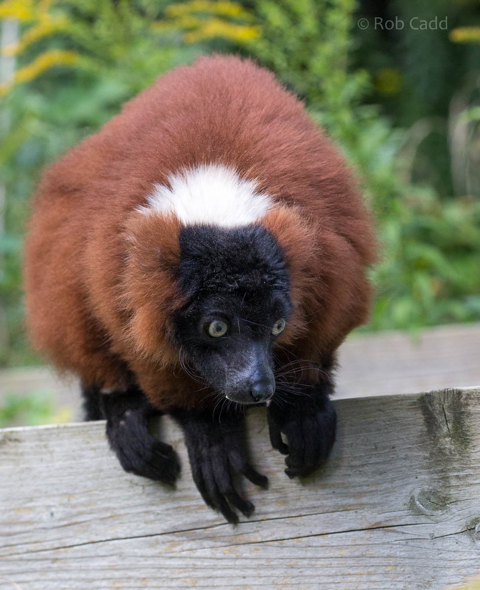 Red ruffed lemur : Linton : 19 Sep 2015