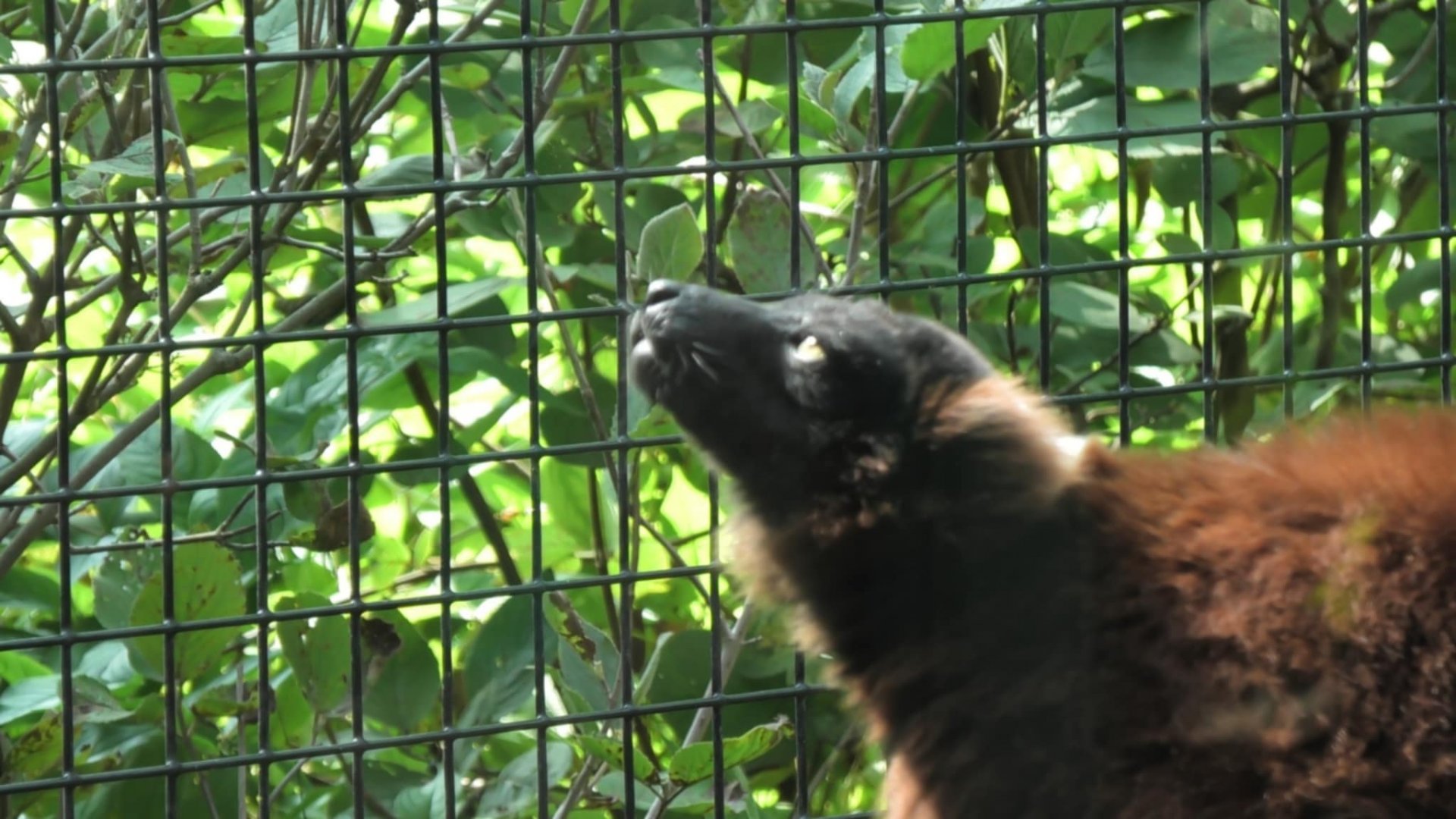 Red ruffed lemur looks up