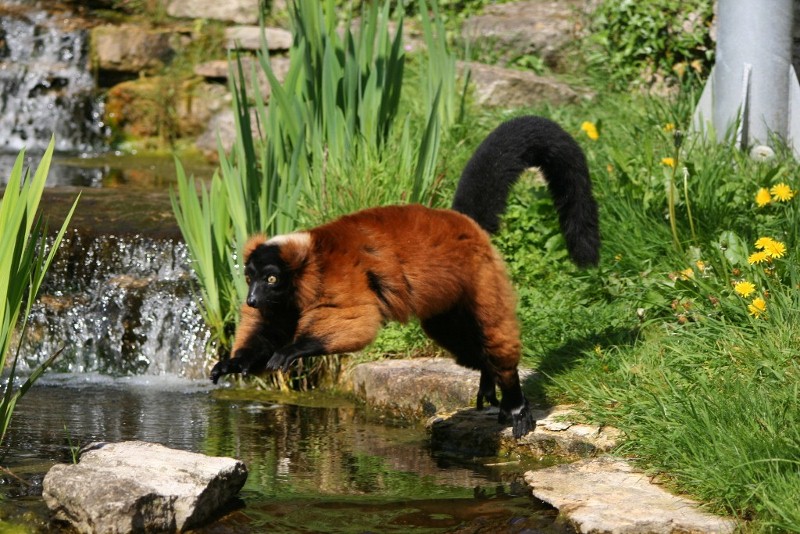 Red ruffed Lemur Mar - May 2010