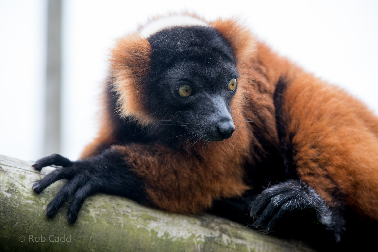 Red ruffed lemur : Marwell : 08 Aug 2014