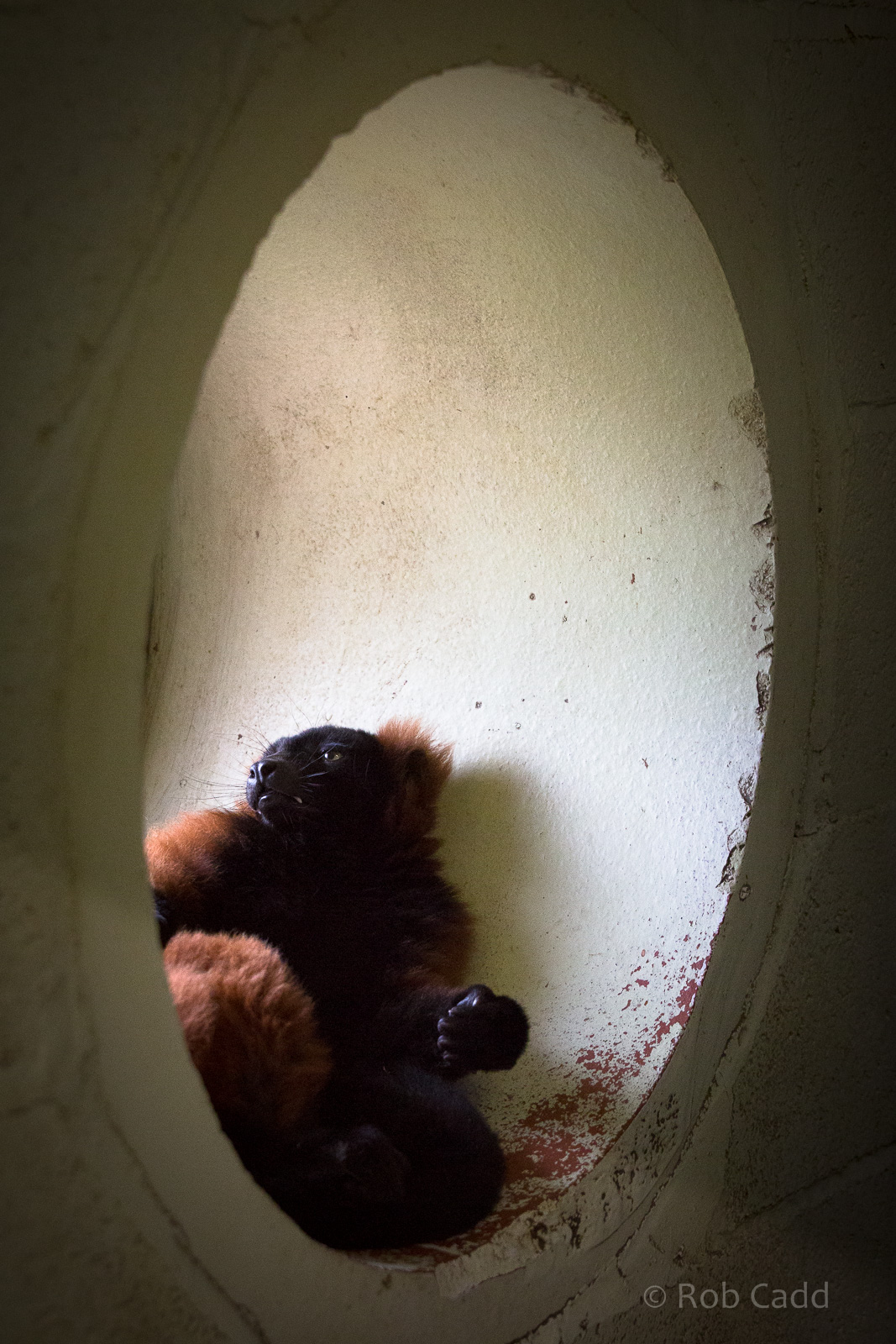 Red ruffed lemur : Marwell : 08 Aug 2014
