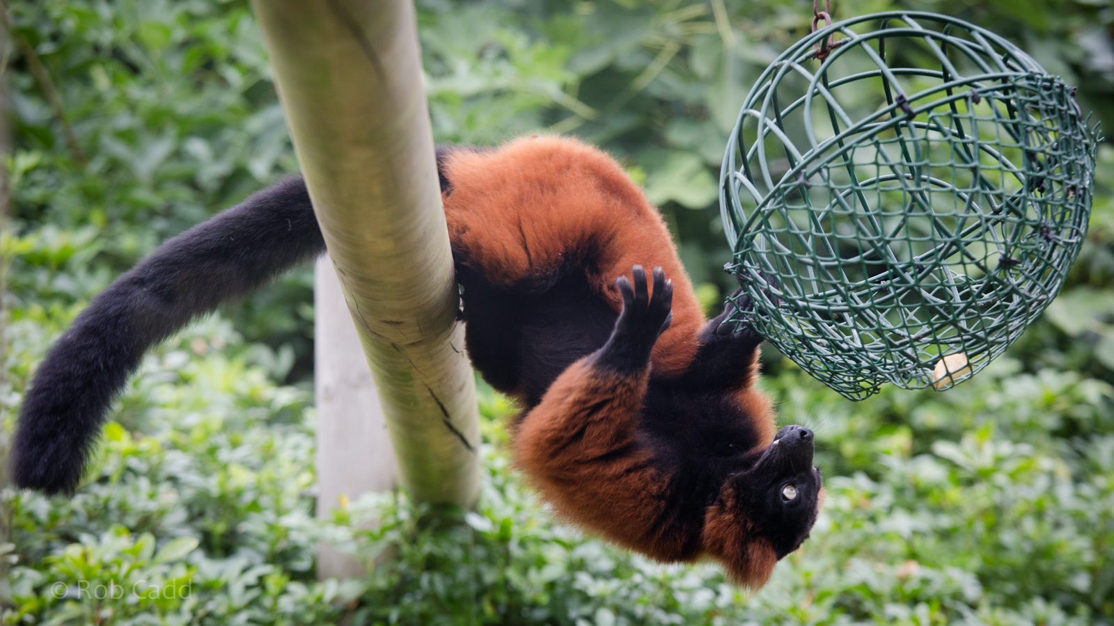Red ruffed lemur : Marwell : 08 Aug 2014
