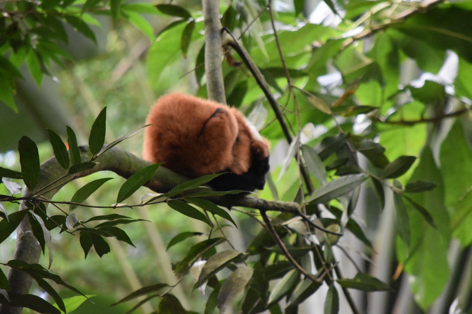 Red ruffed lemur May 2019