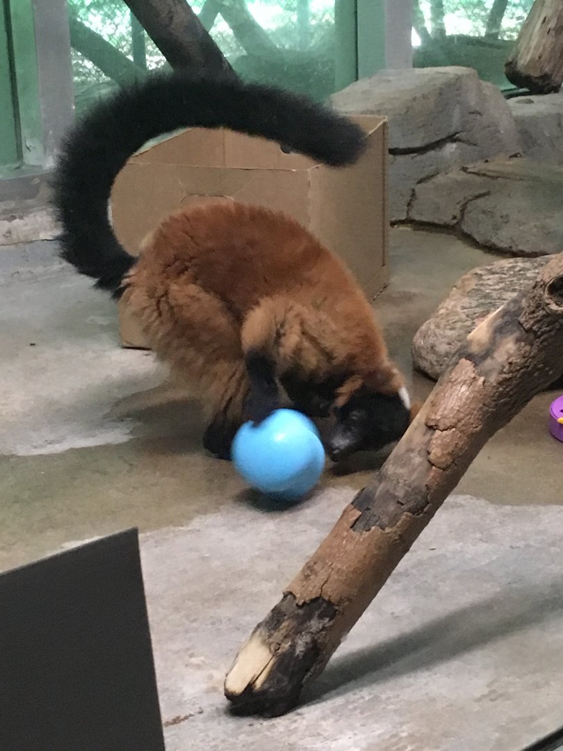 Red Ruffed Lemur | Milwaukee County Zoo