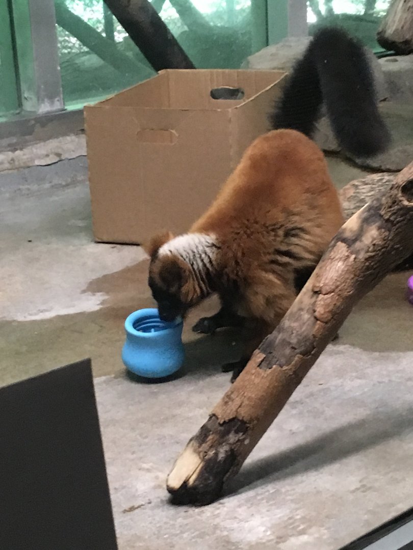 Red Ruffed Lemur | Milwaukee County Zoo