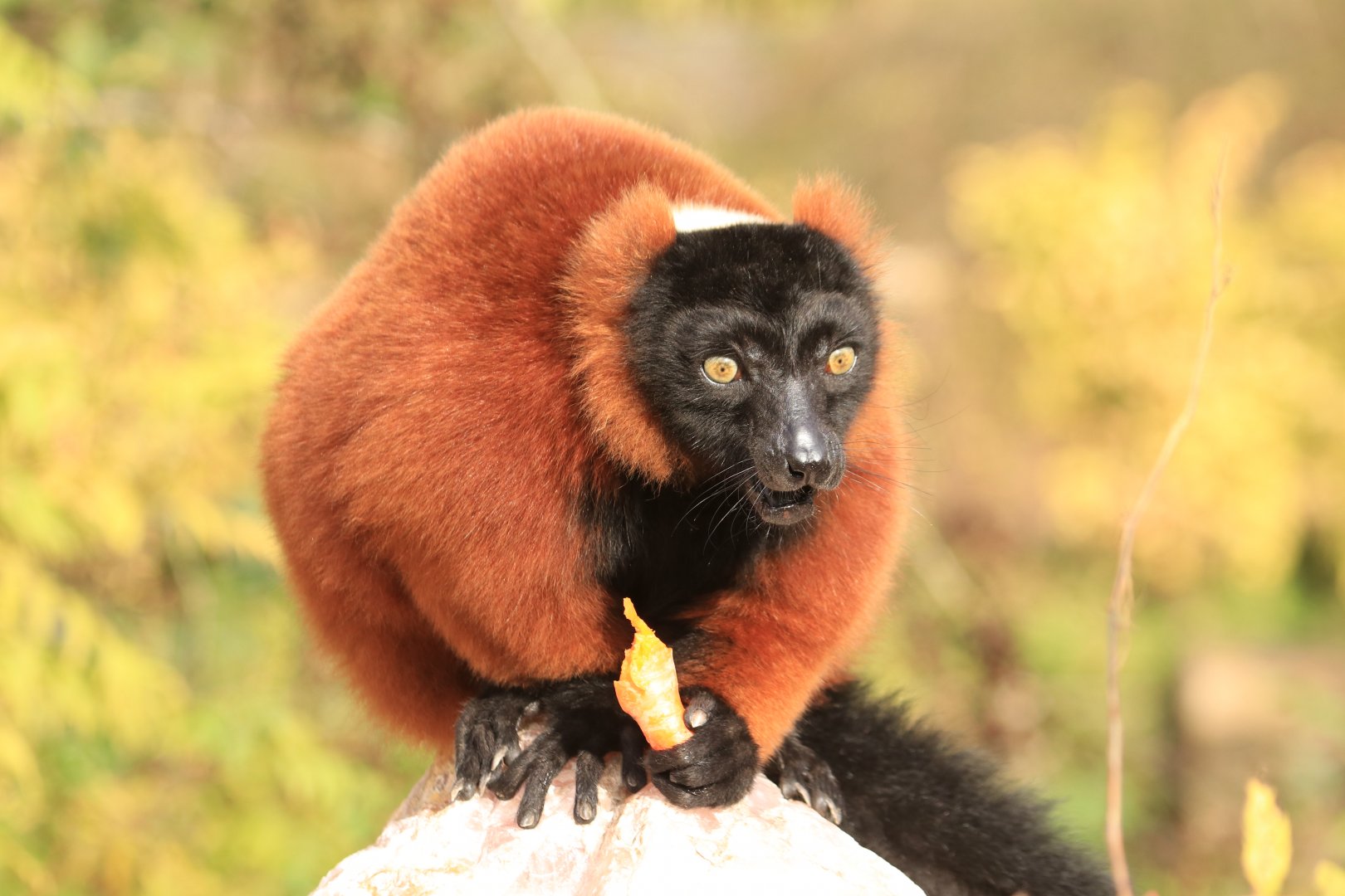 Red ruffed lemur (November 2019)