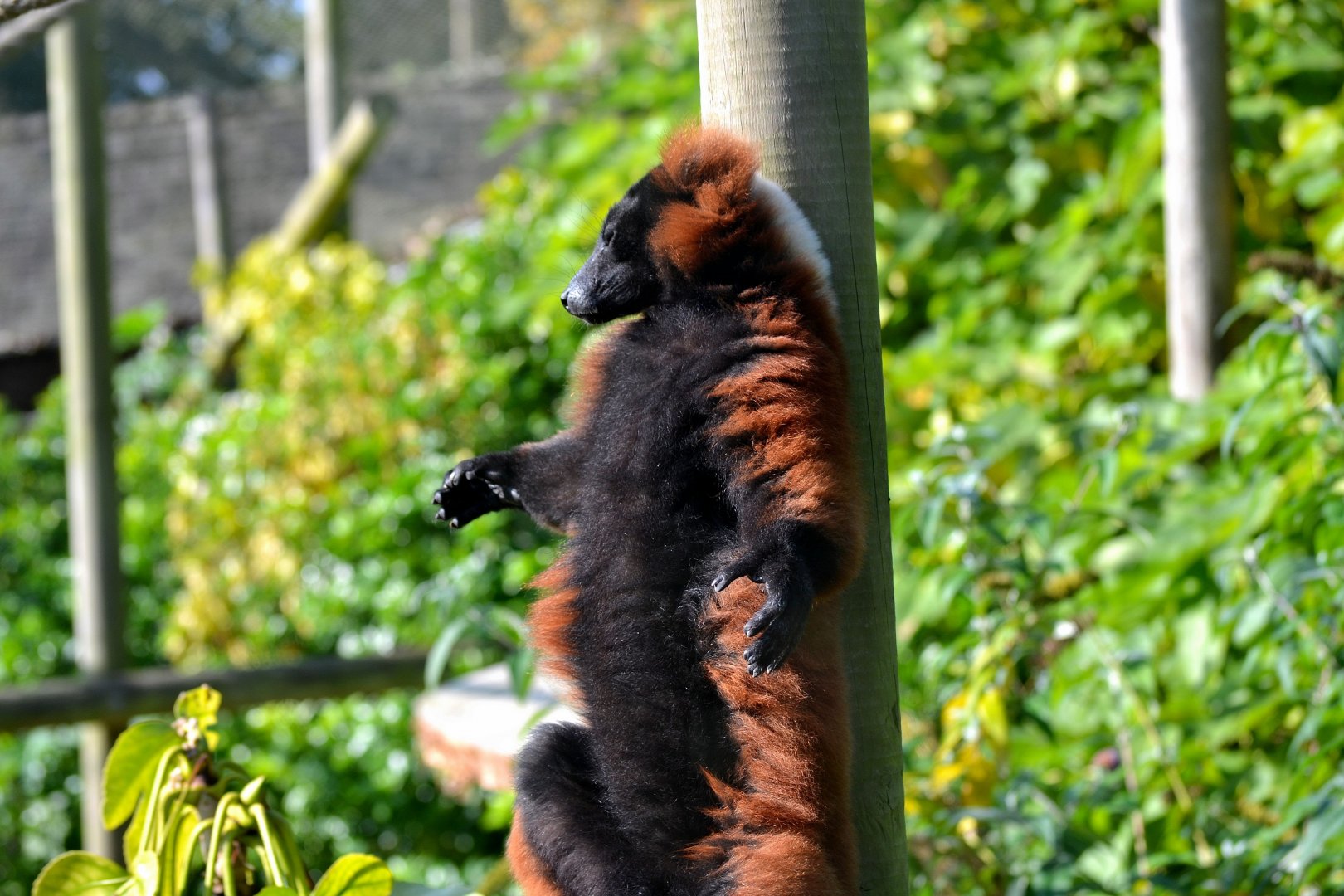 Red Ruffed Lemur - October 2016